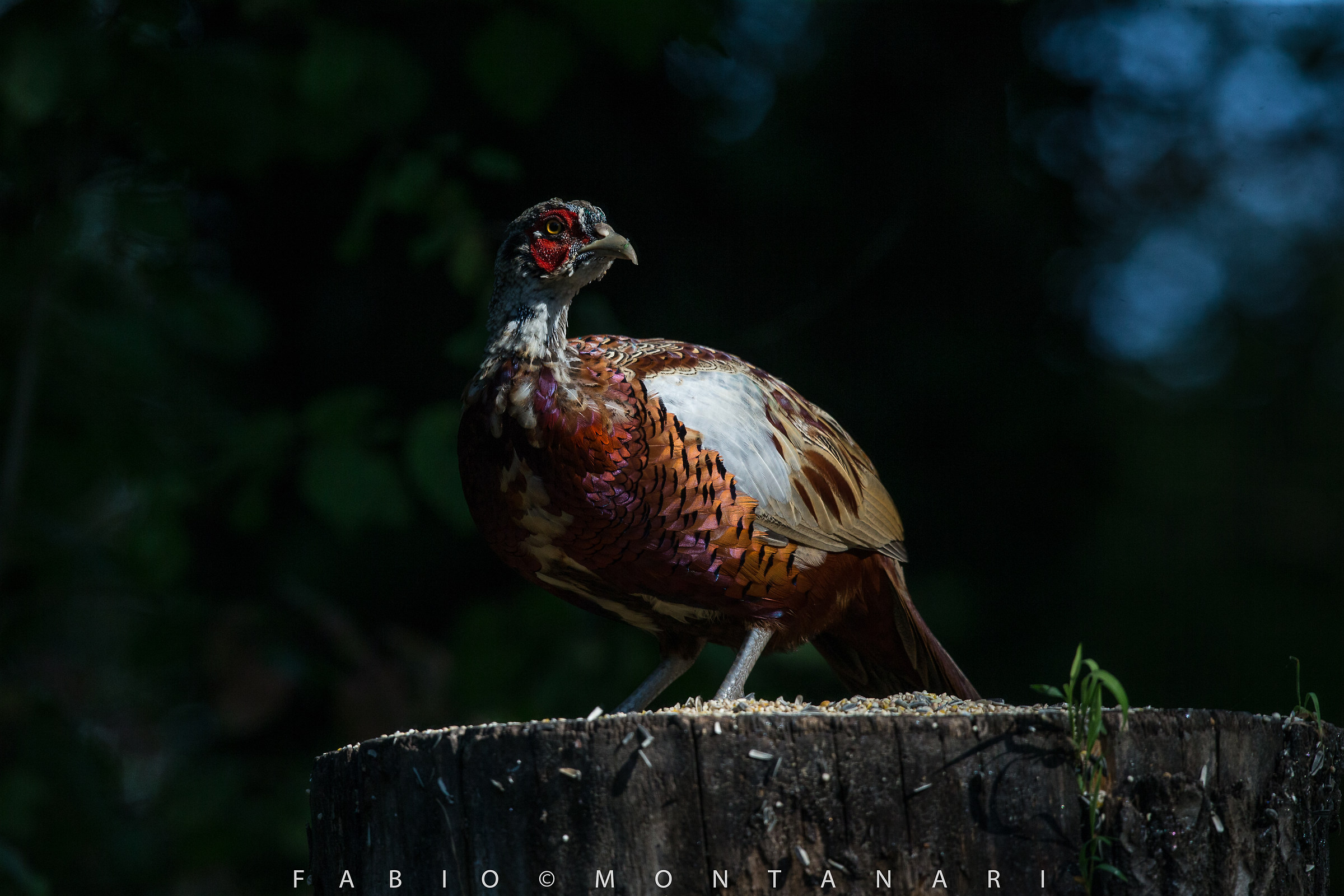 Immature male pheasant