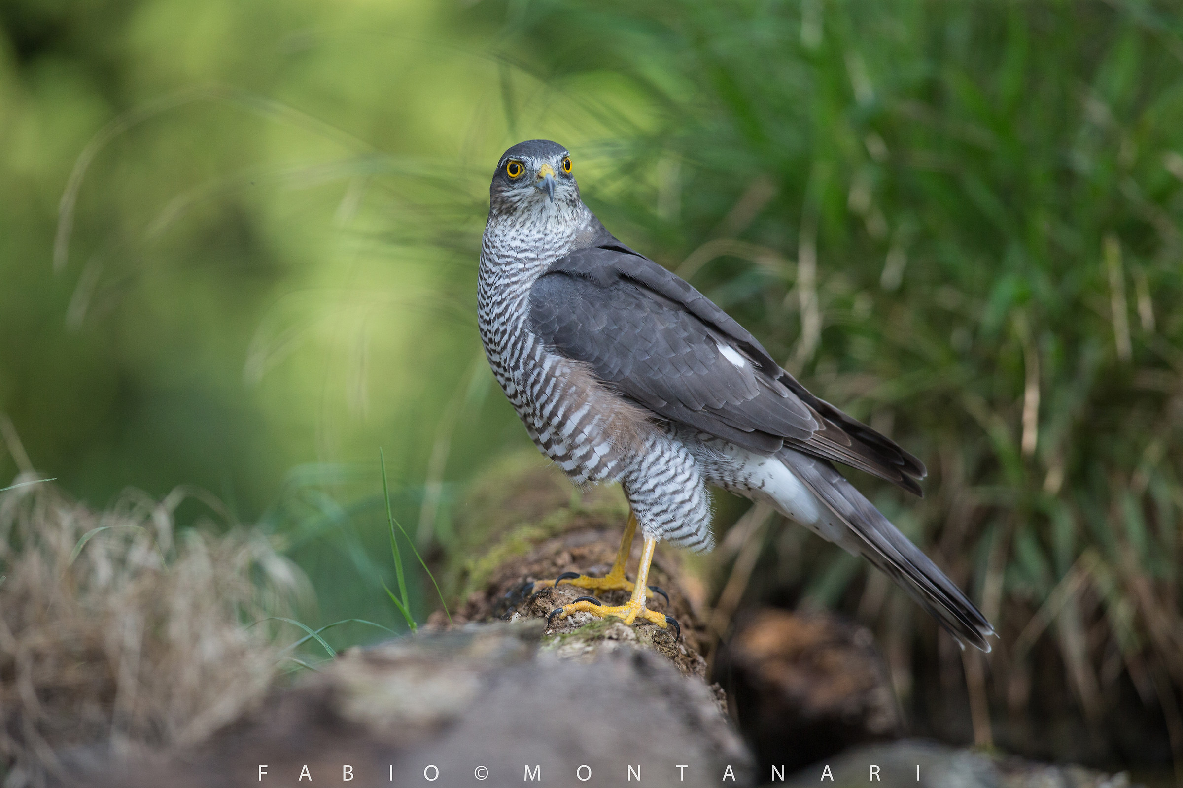 Female Sparrowhawk
