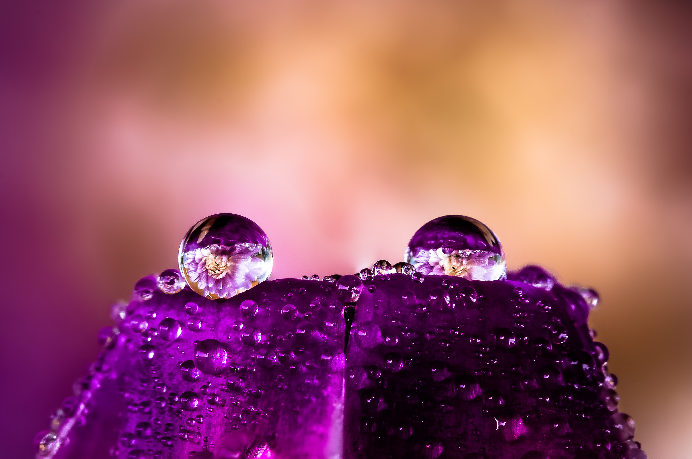 Drops Flowers Gocce Fiori Riflessi Mario Nicorelli