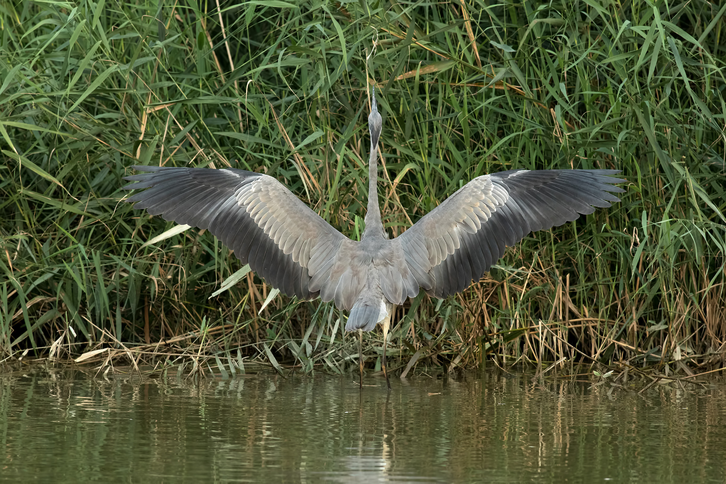They dine on the rods