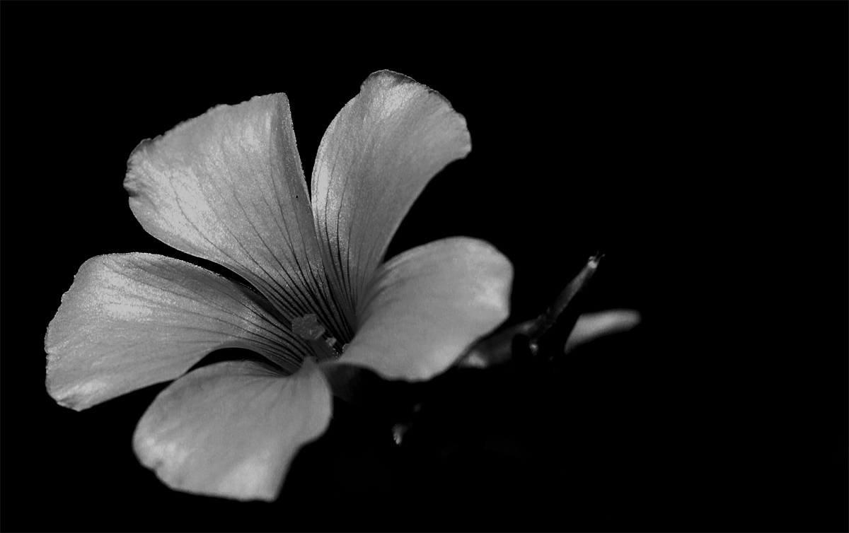 con un foglio e una matita ..