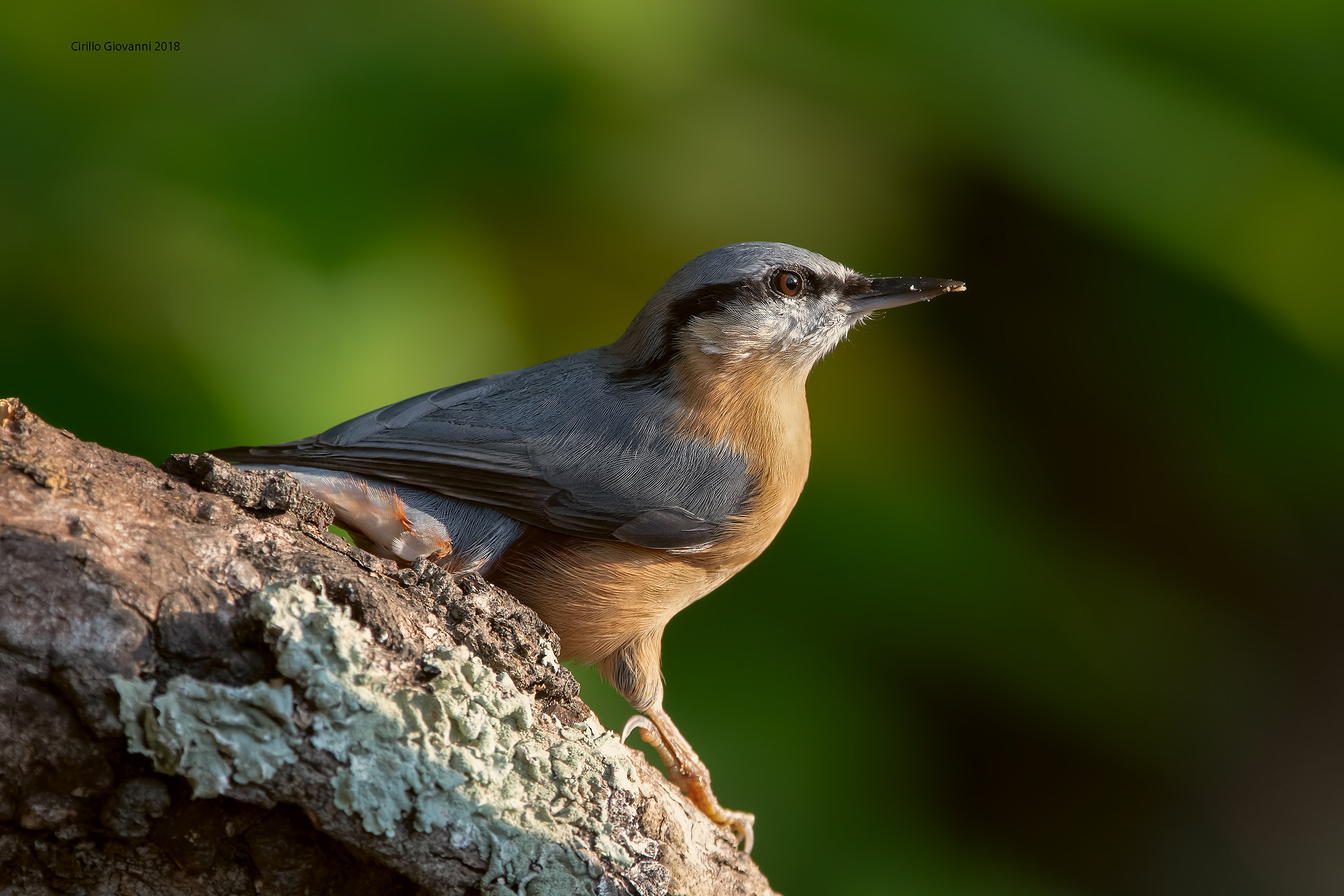 picchio muratore alle prime luci del mattino