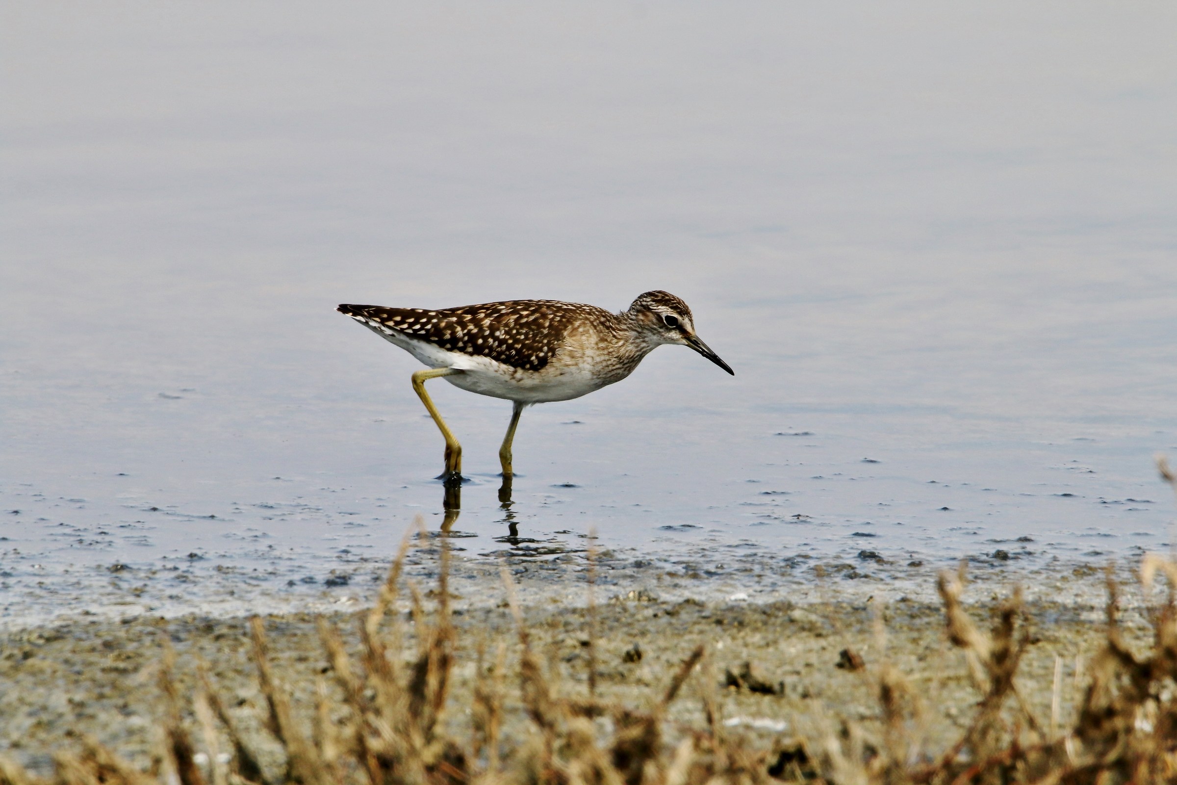 Piro Piro Boschereccio