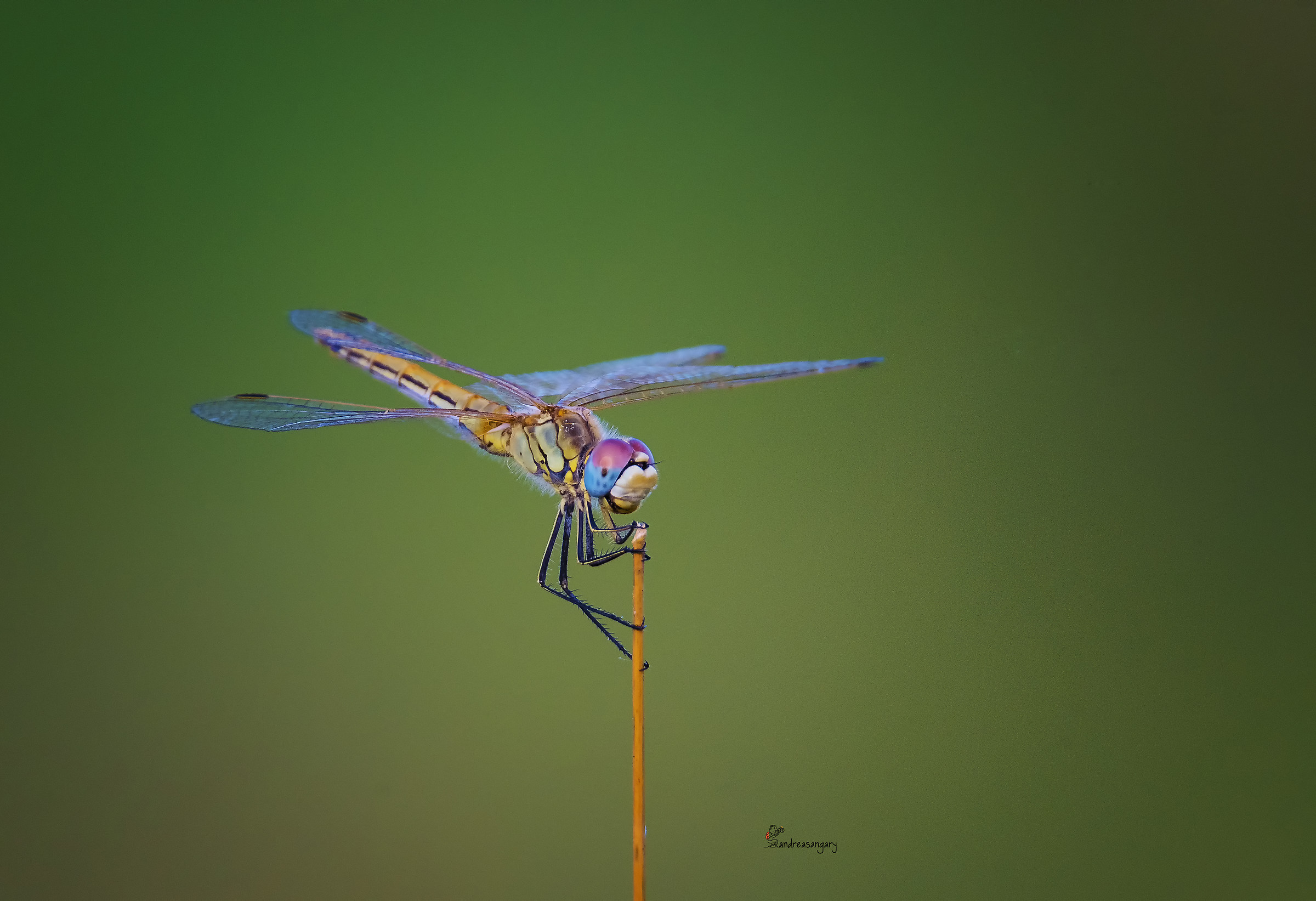 La libellula in posa