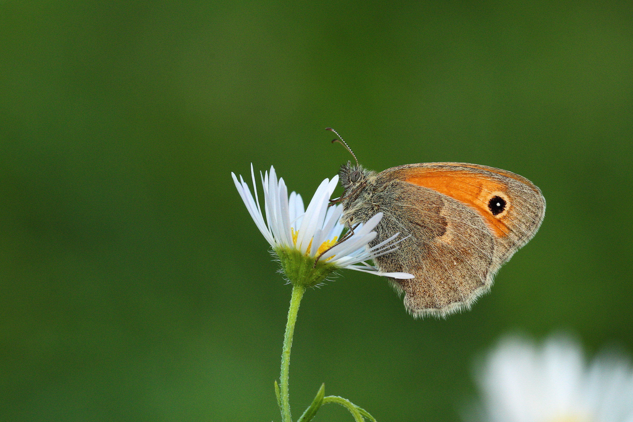 Coenonympha Pamphilus