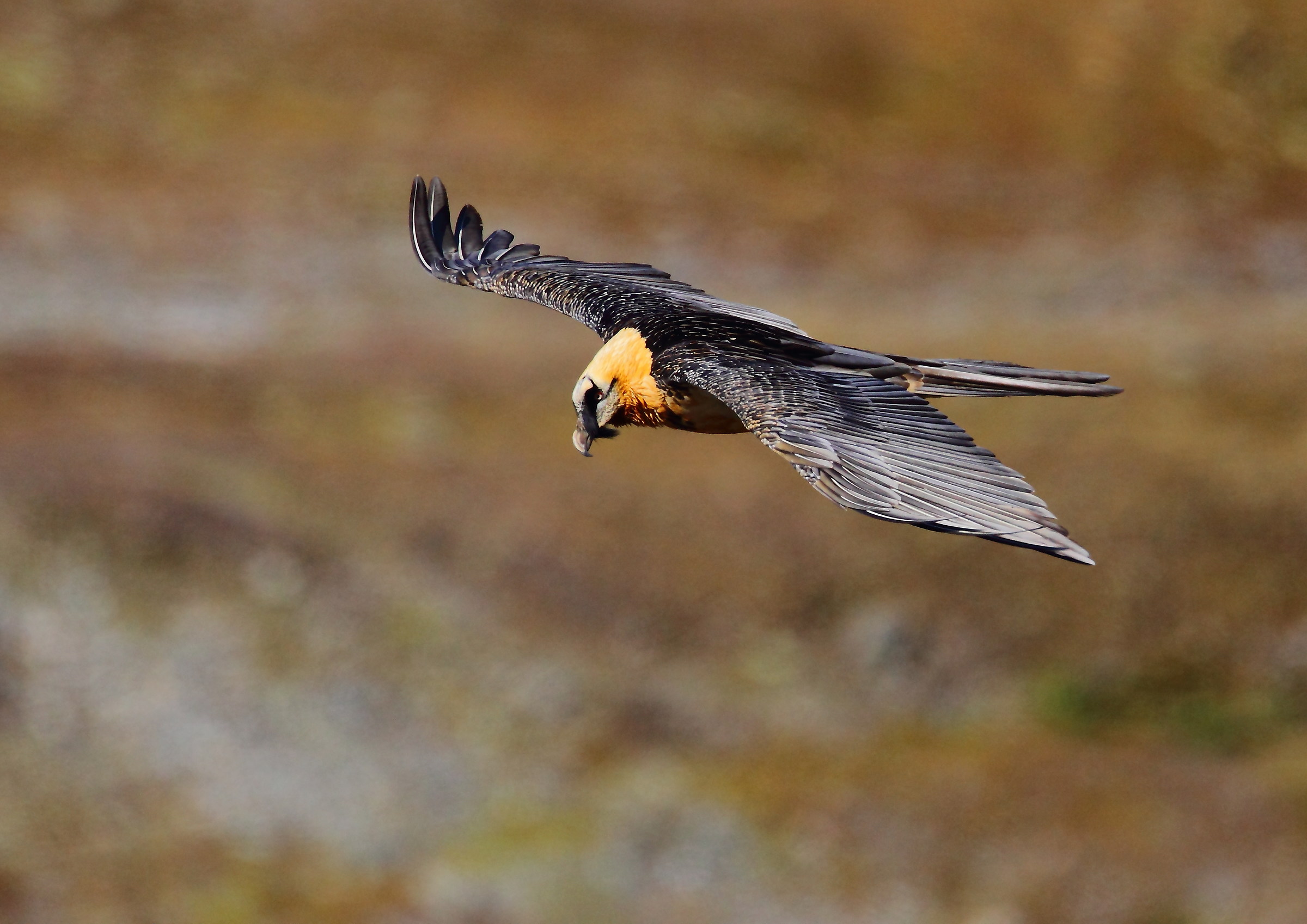 Bearded Vulture