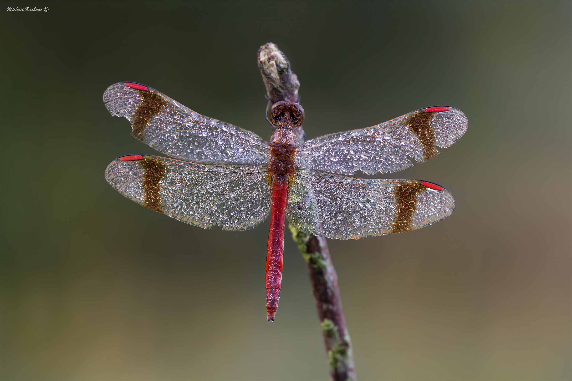 Sympetrum-pedemontanum
