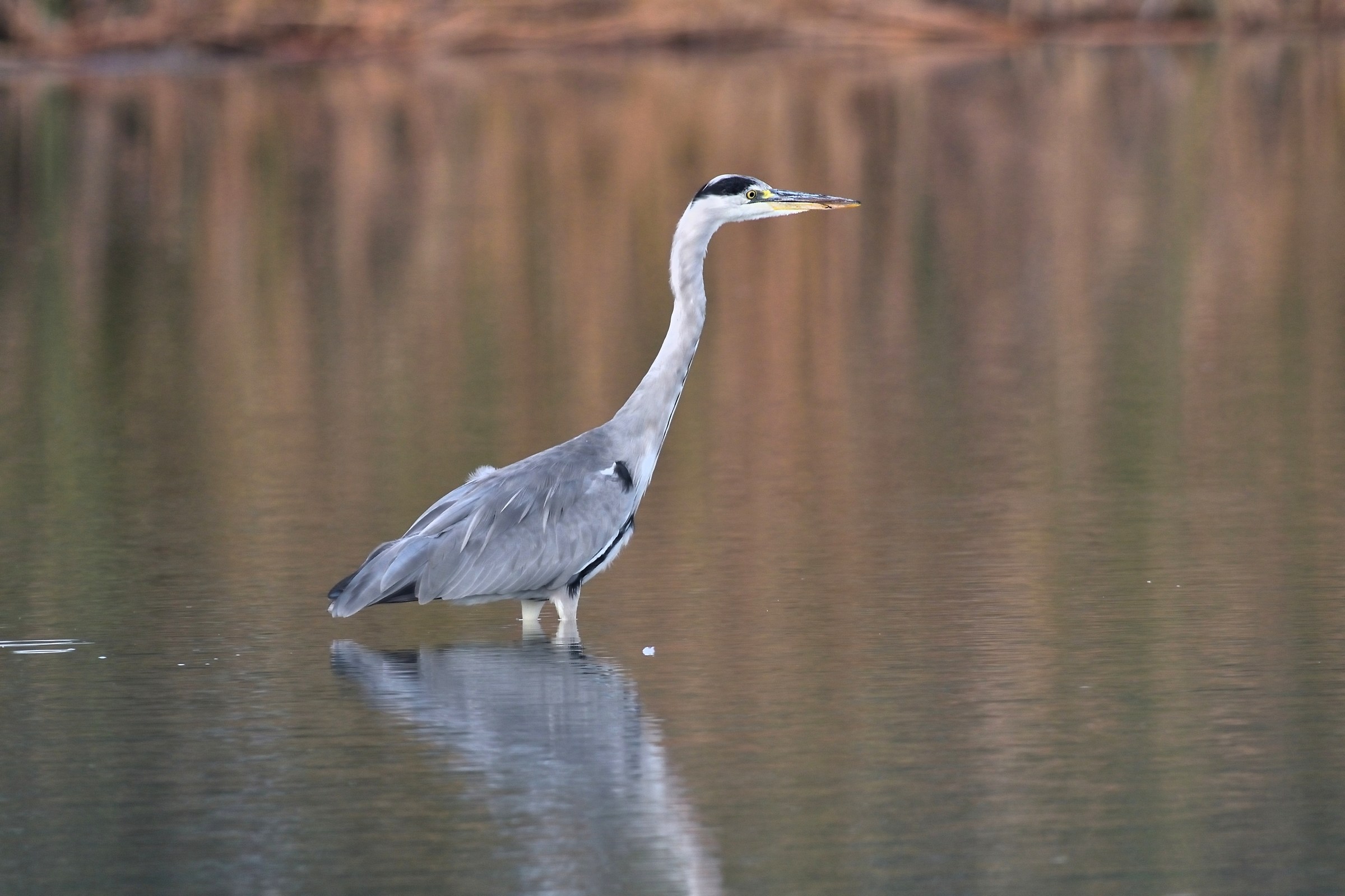 Grey Heron