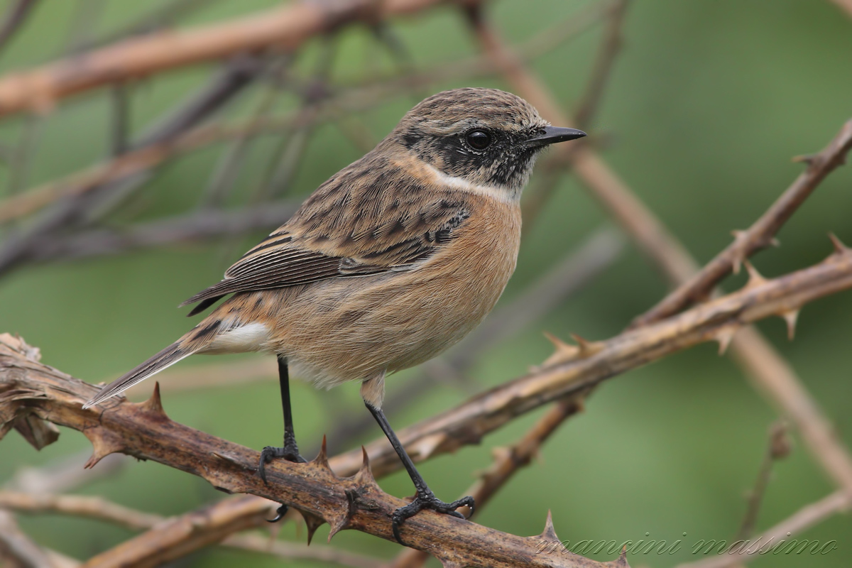 M Stonechat (Saxicola torquata)