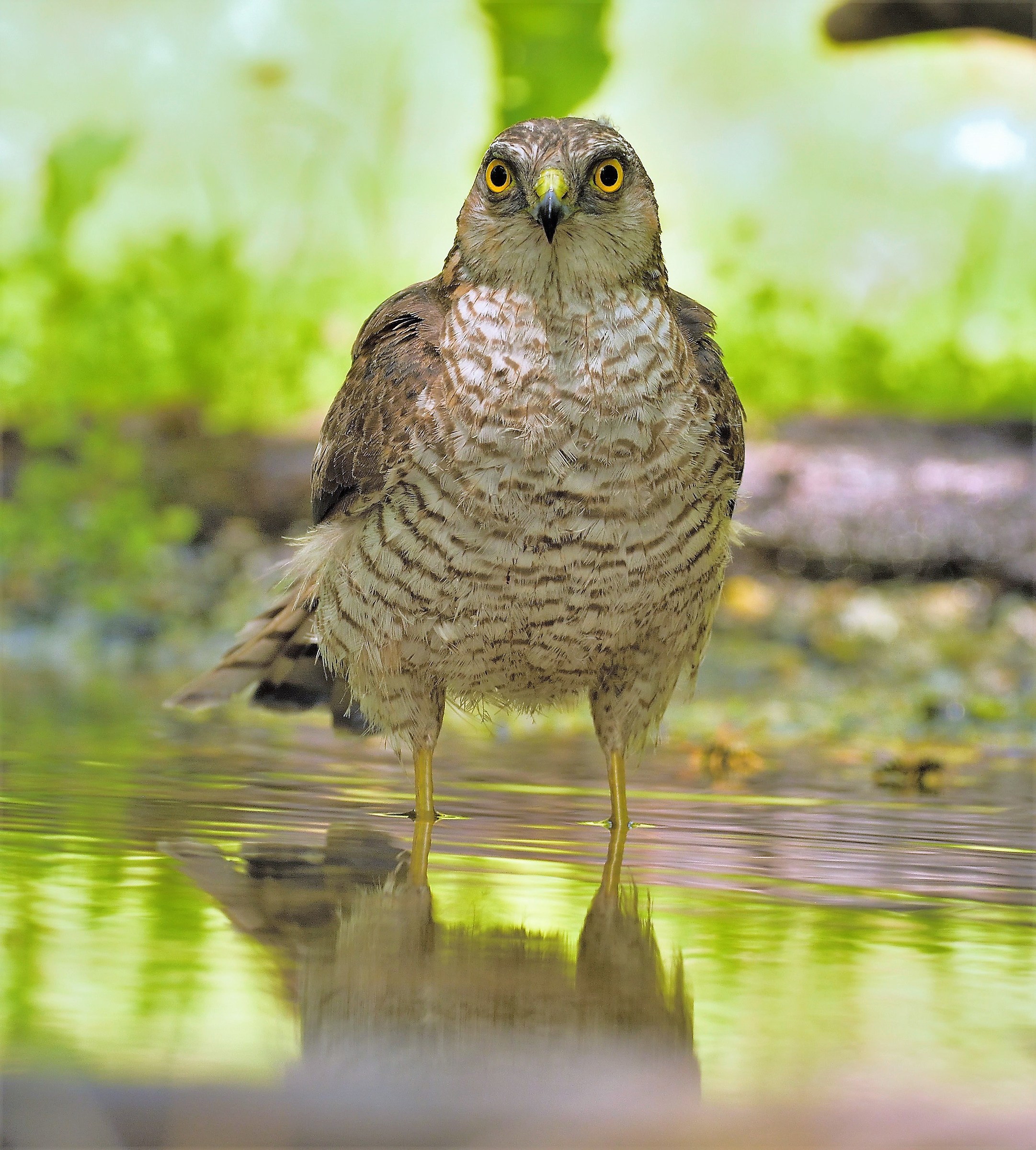 Female Sparrowhawk