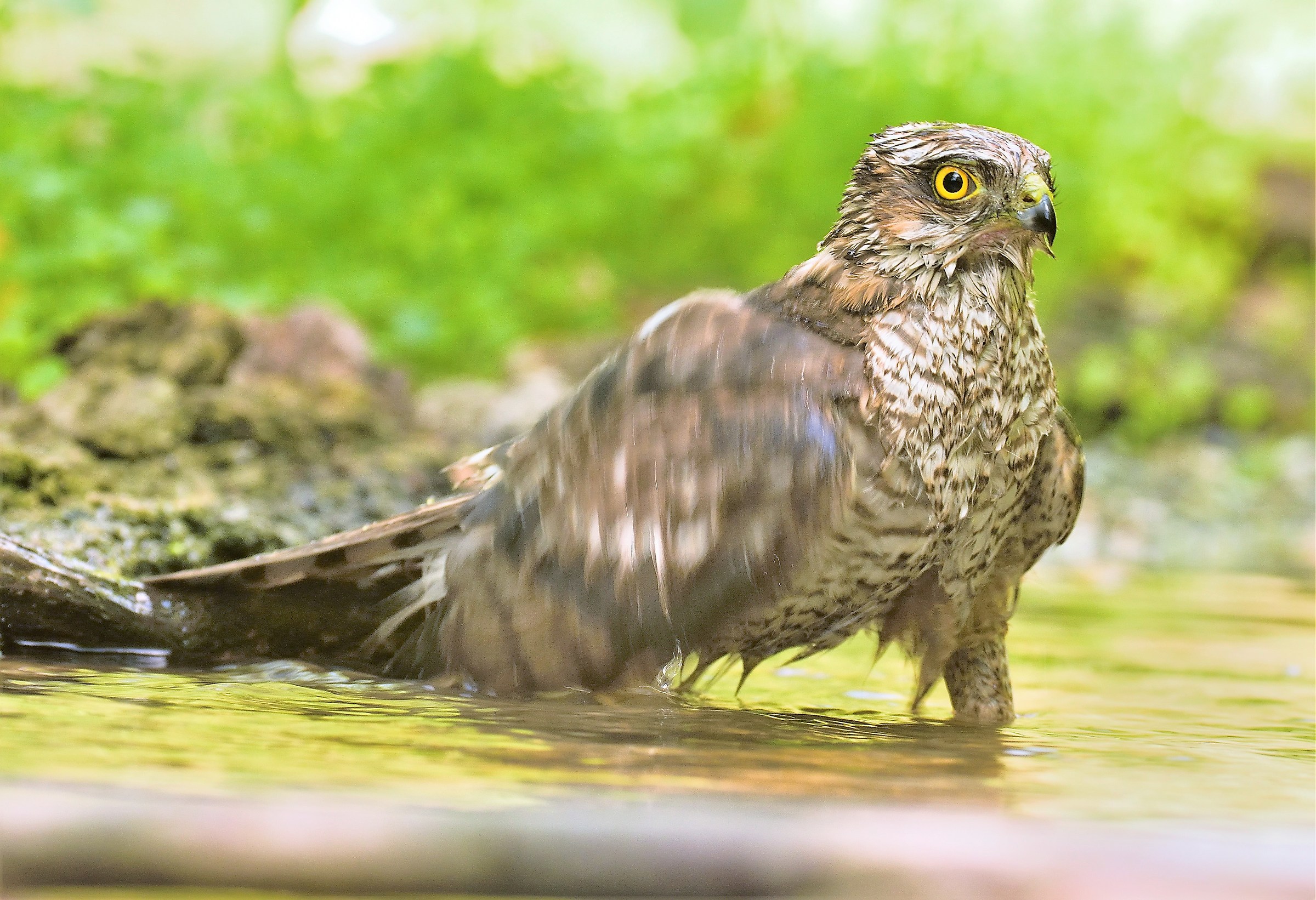 Female Sparrowhawk