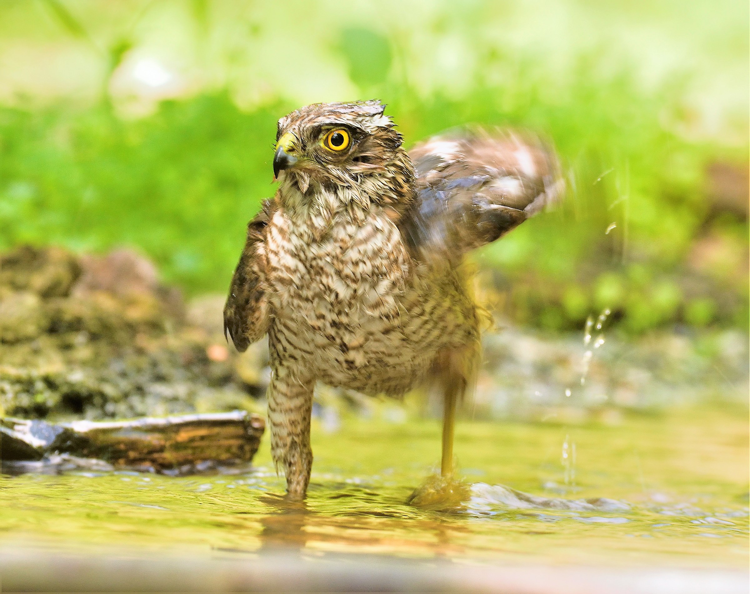 Female Sparrowhawk