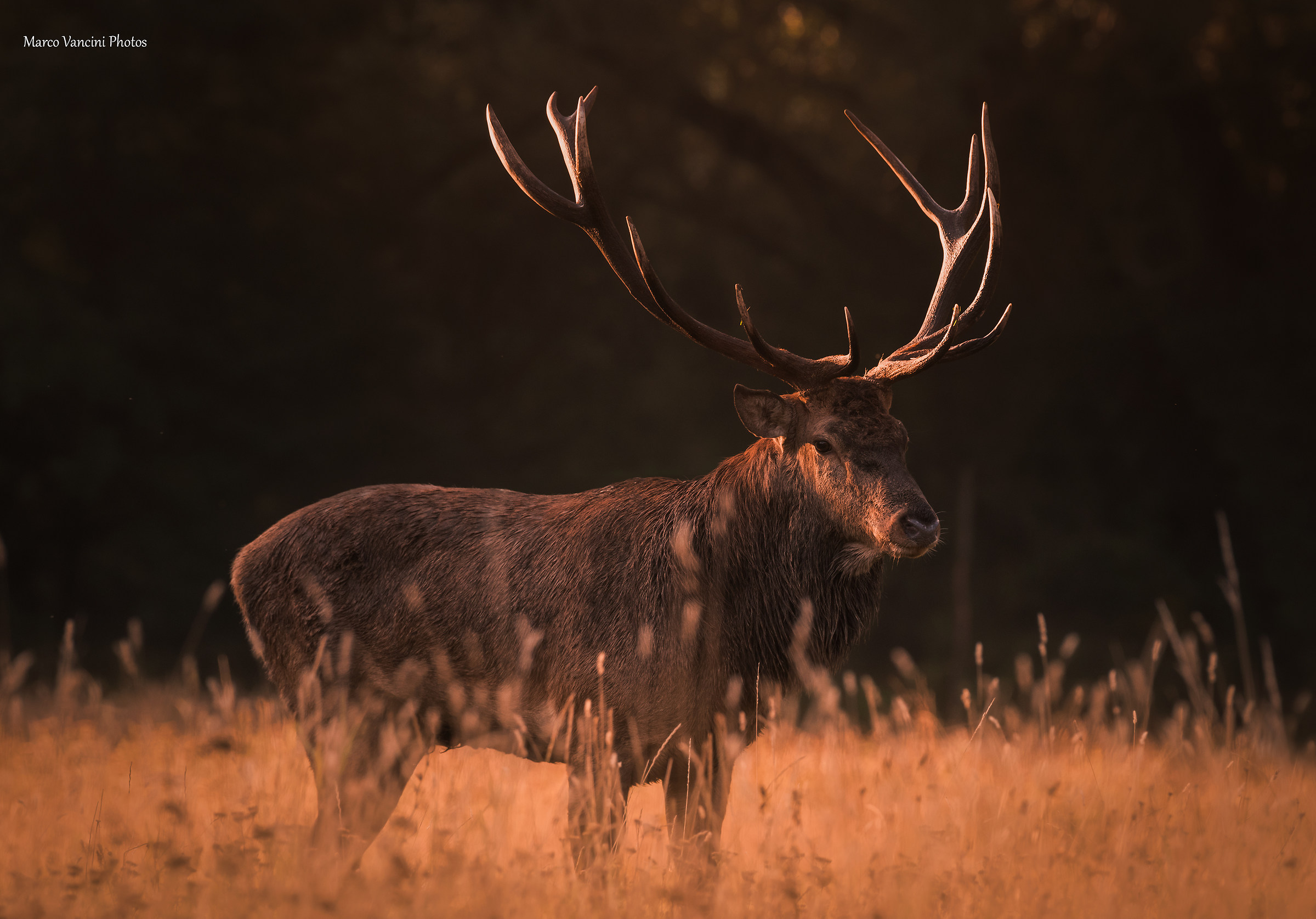 The Noble Deer
