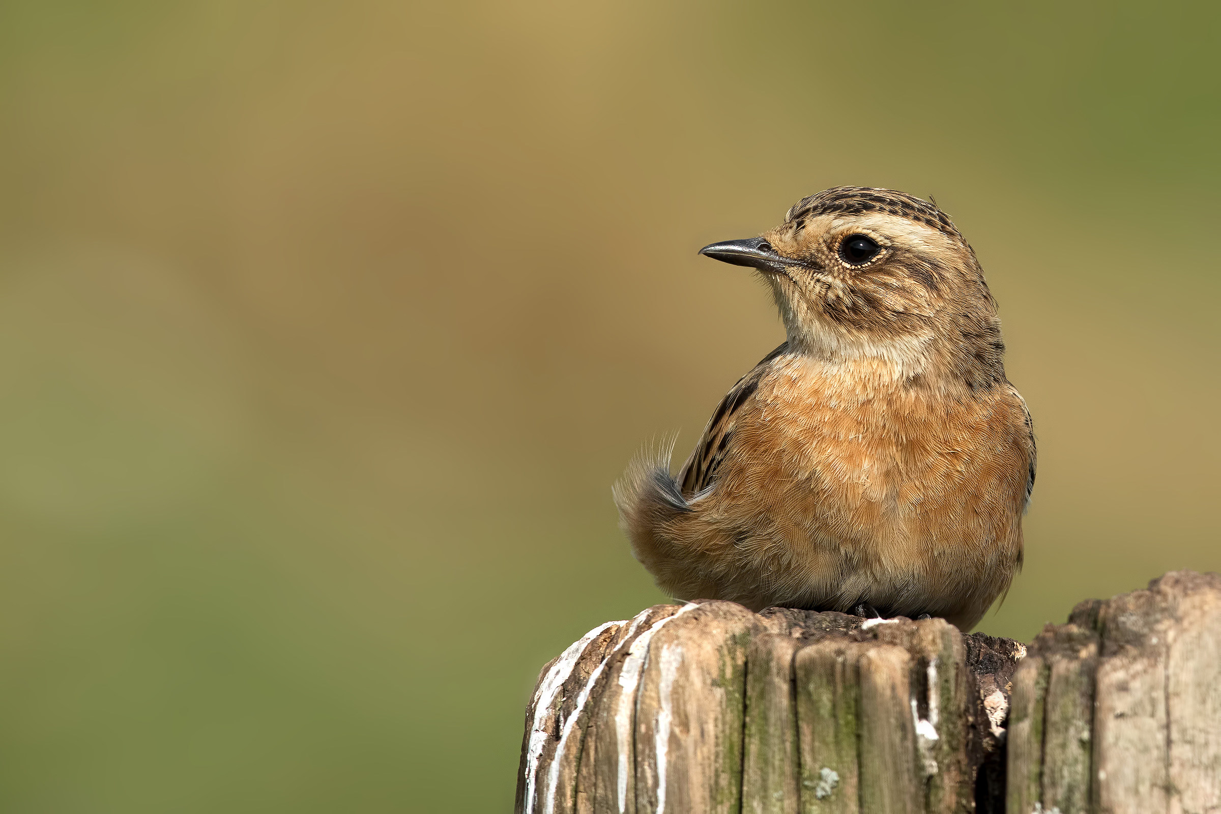 The rest of the Whinchat