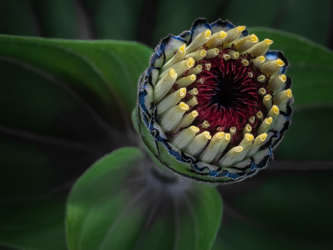 In Bud is more beautiful