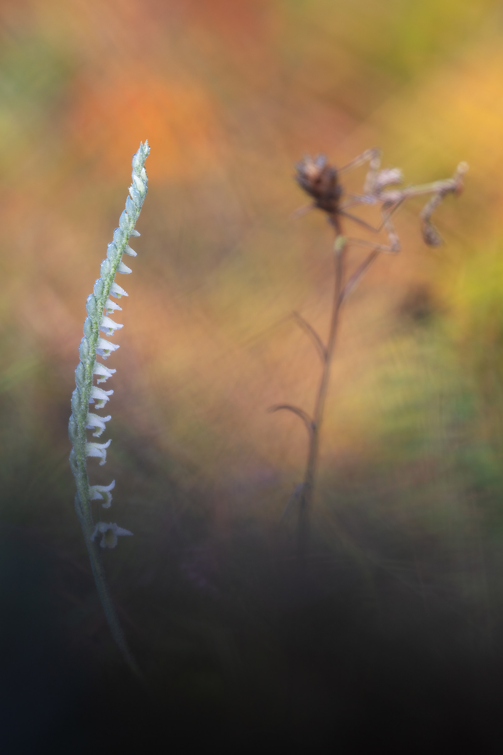 Spiranthes spiralis