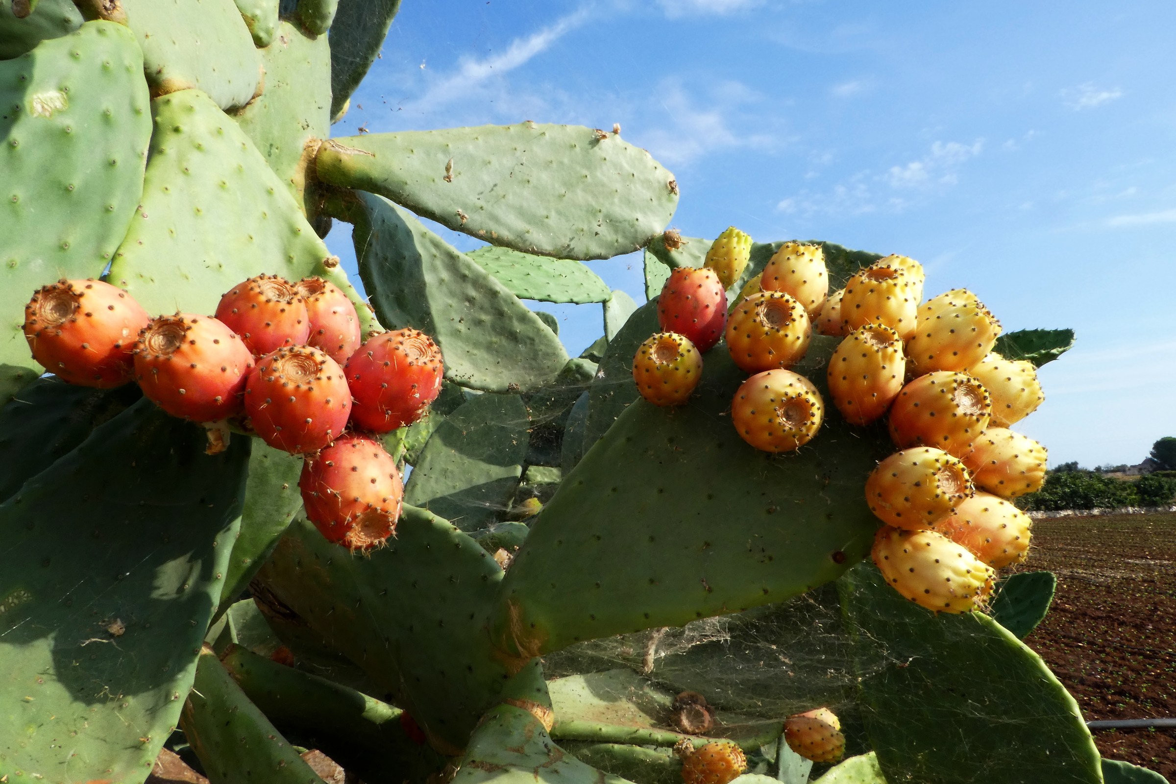 Puglia. Not only Sea