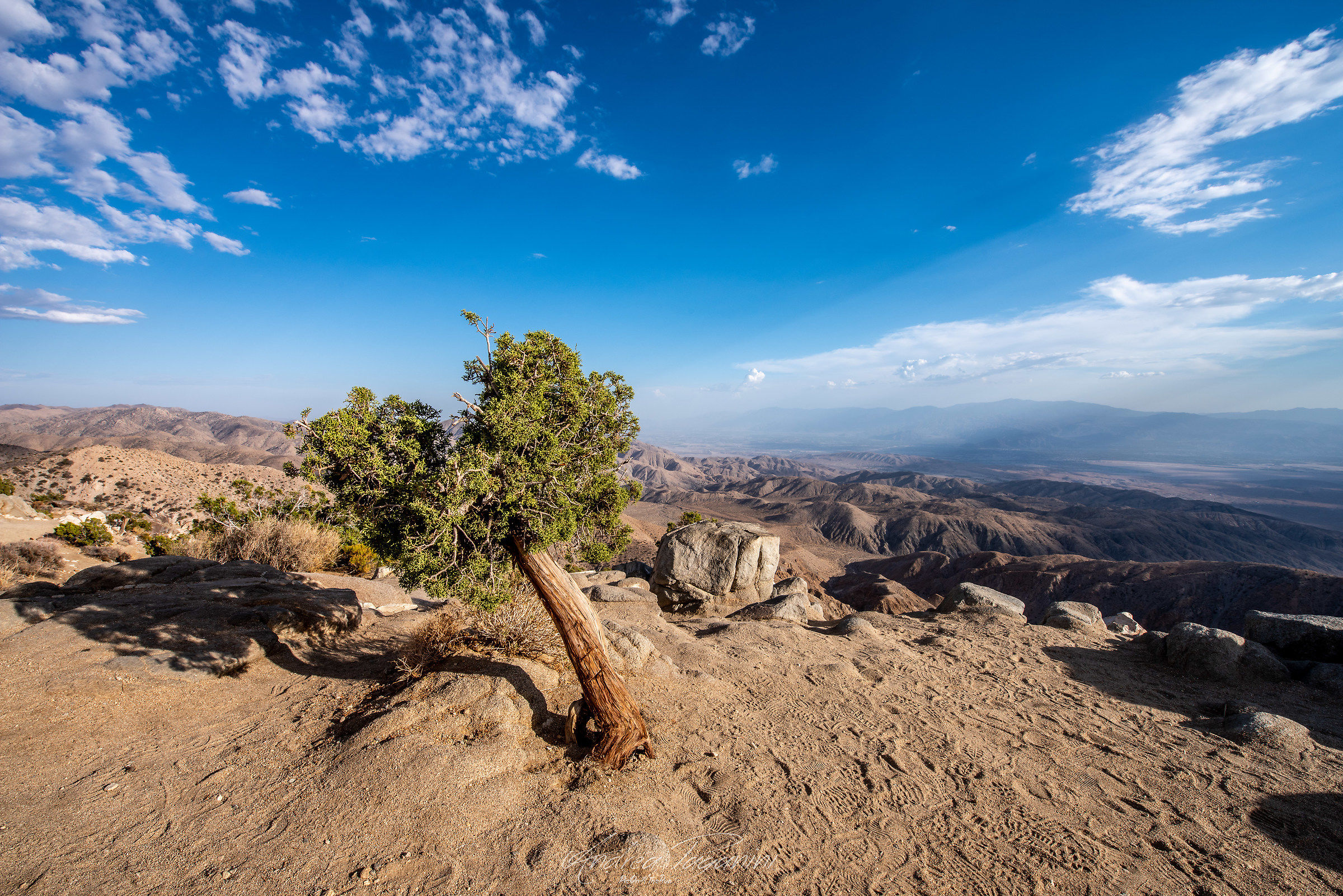Il giovane solitario
