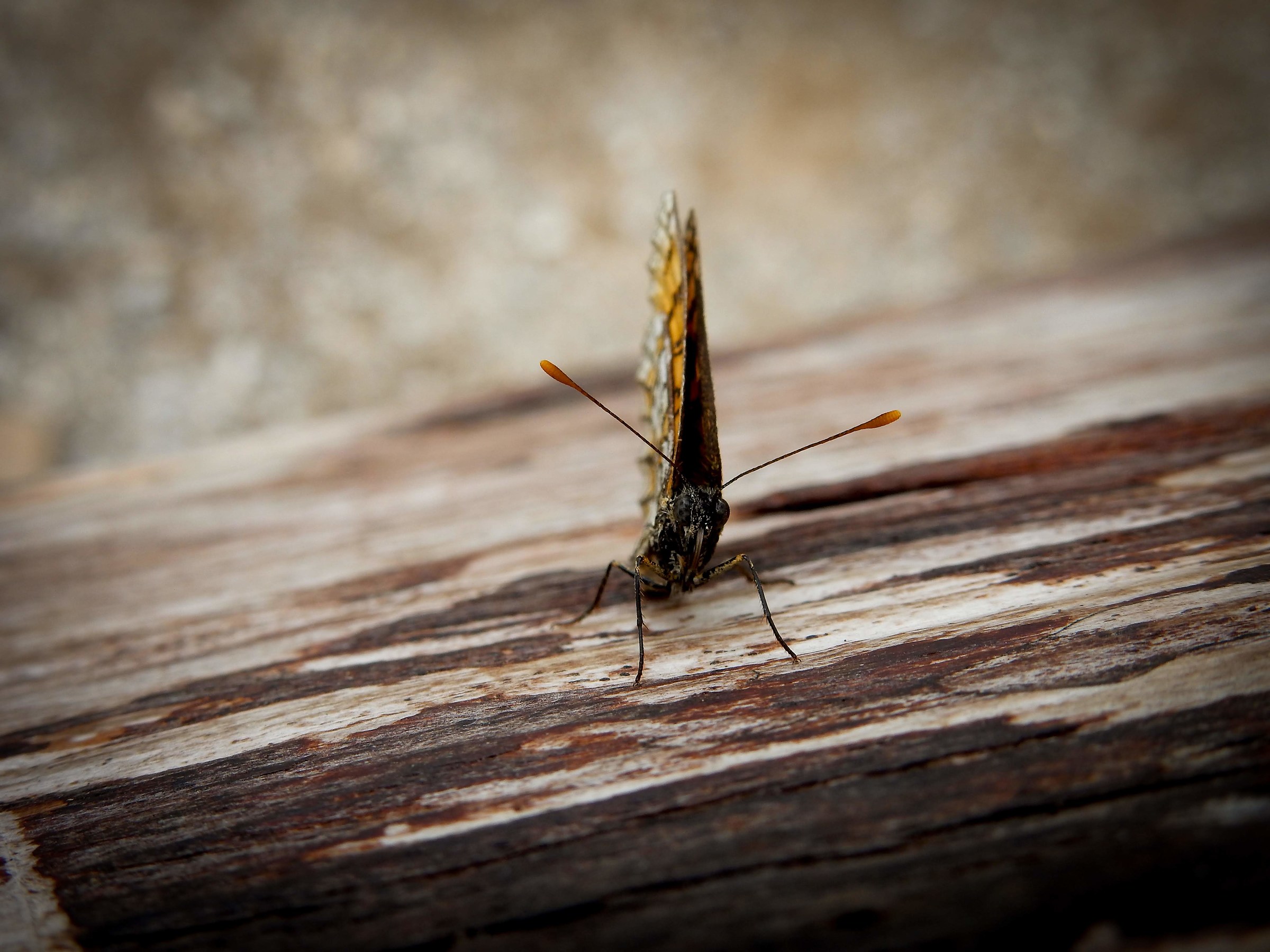 What do you want from me?