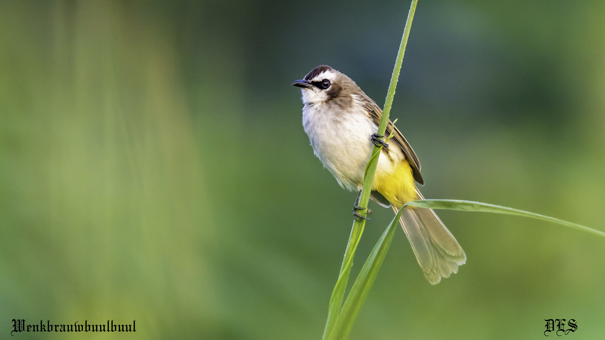 Yellouw vented bulbul