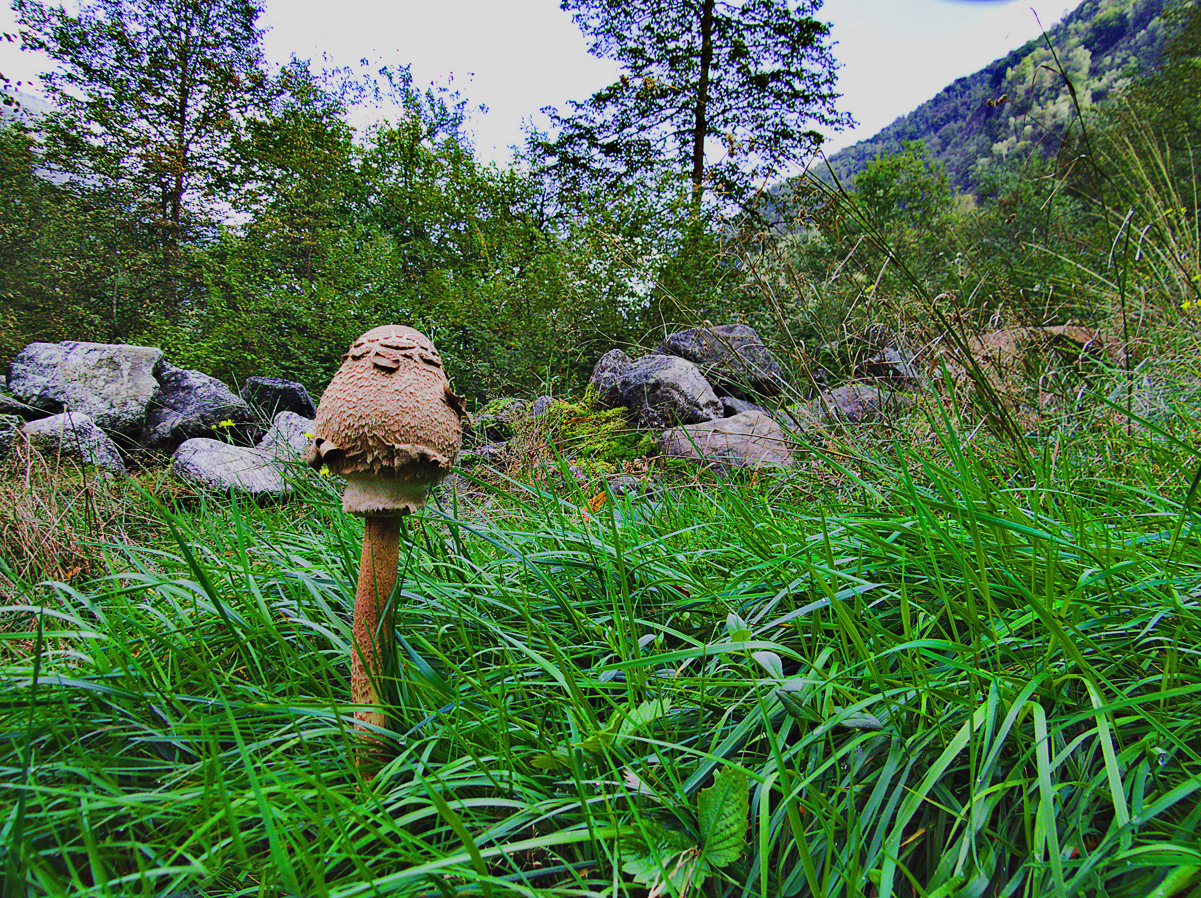 Prataiolo taglio orrizzontale...