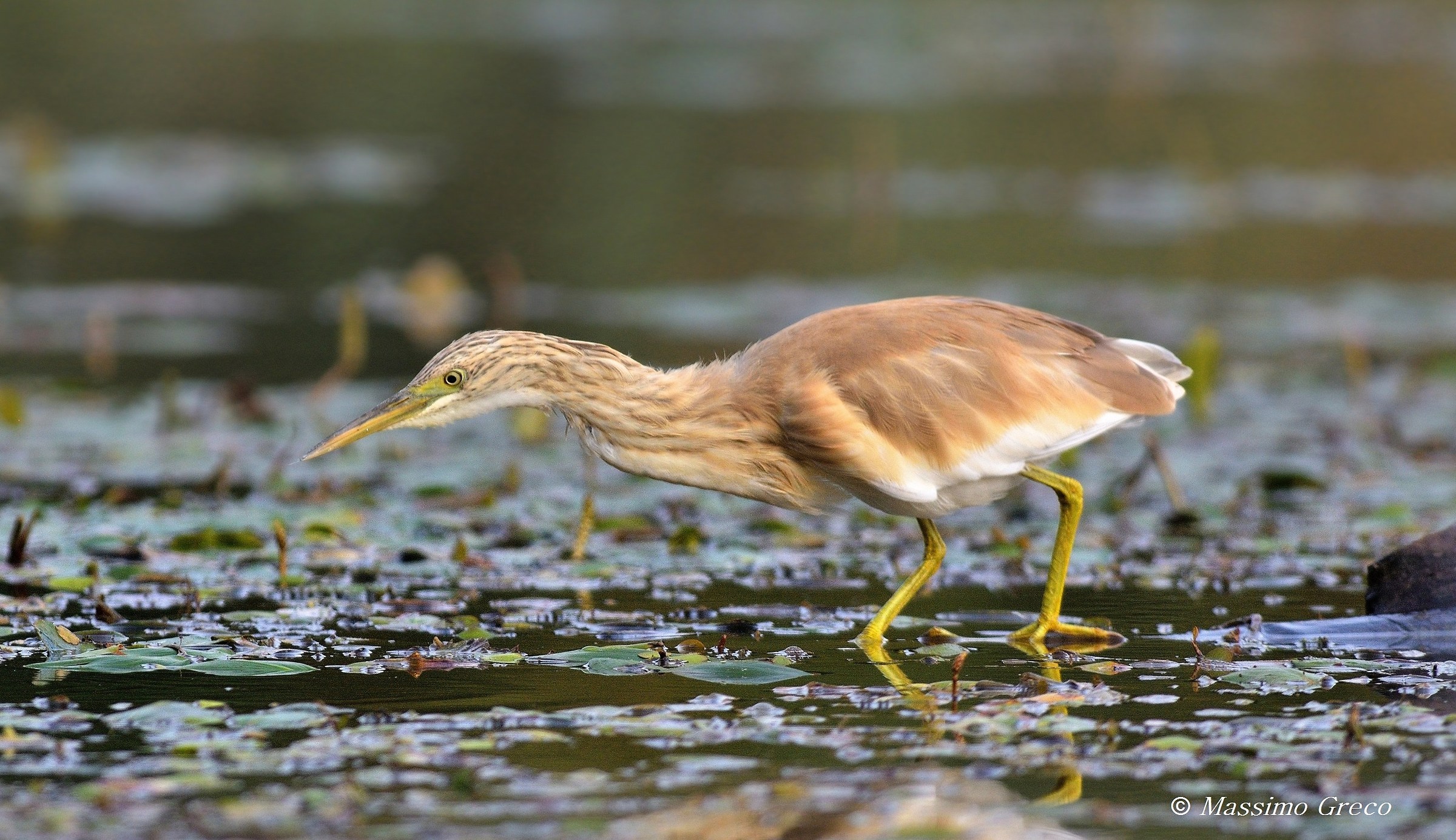 Sgarza ciuffetto (Ardeola ralloides)