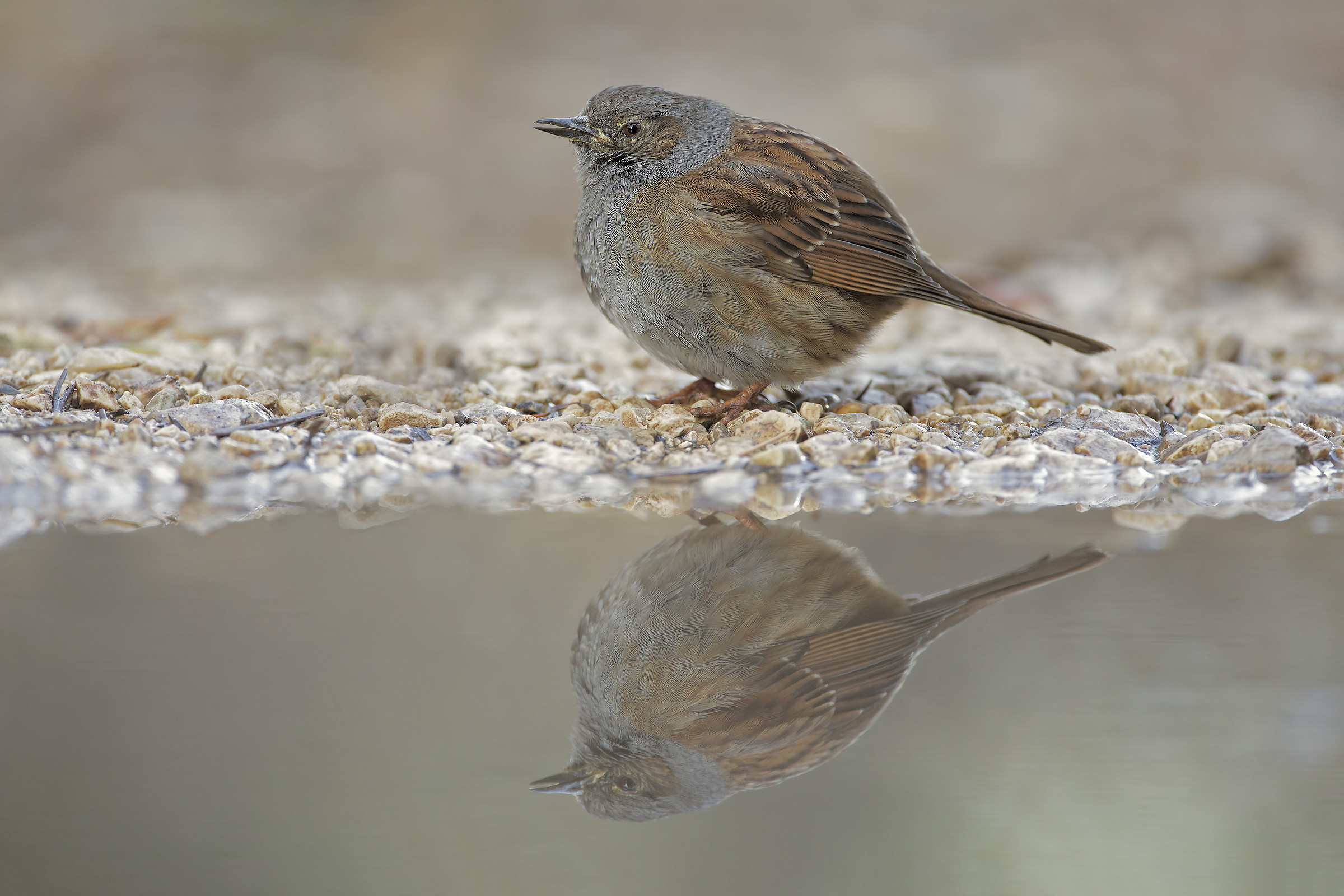Passera Dunnock