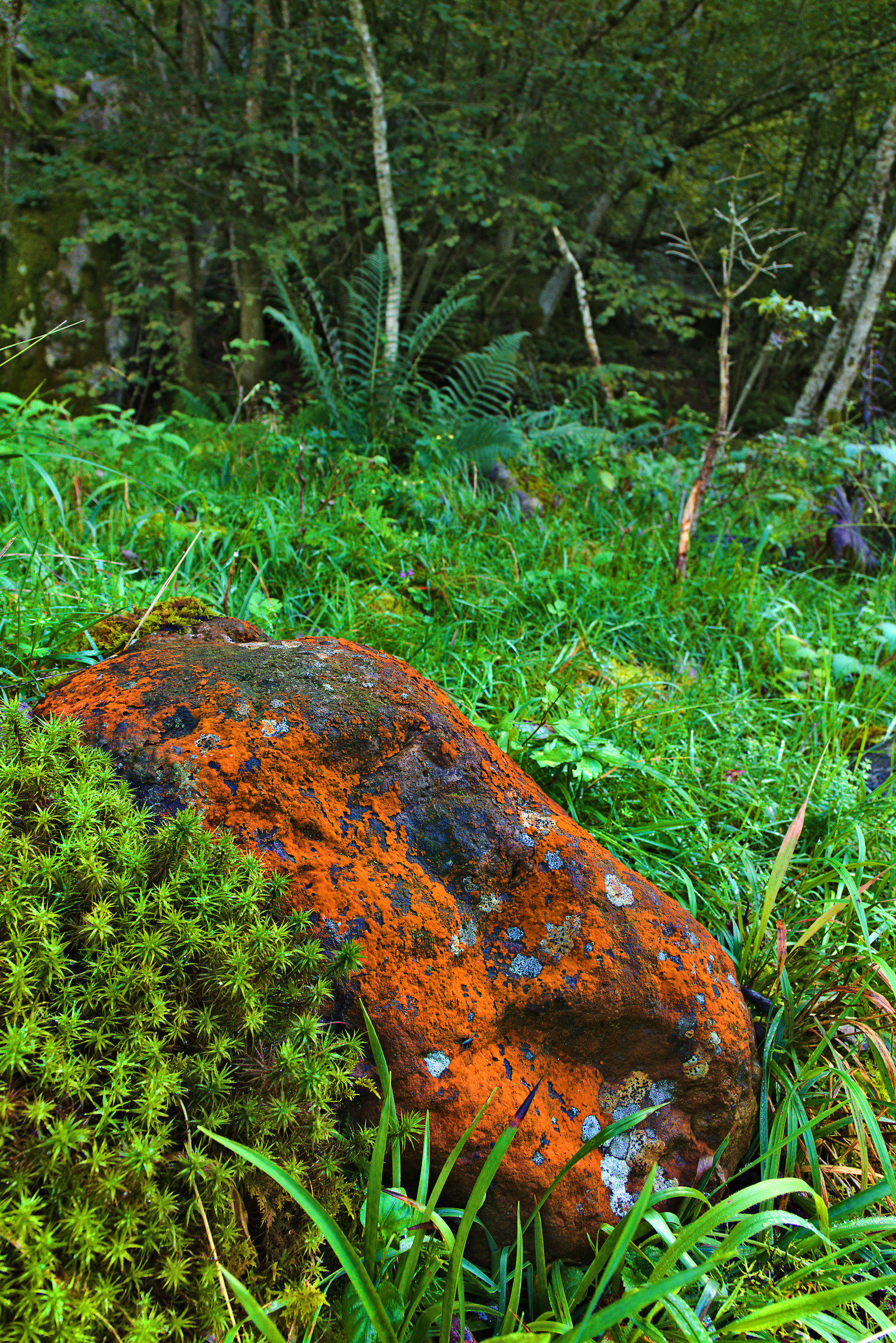 The red Lichen