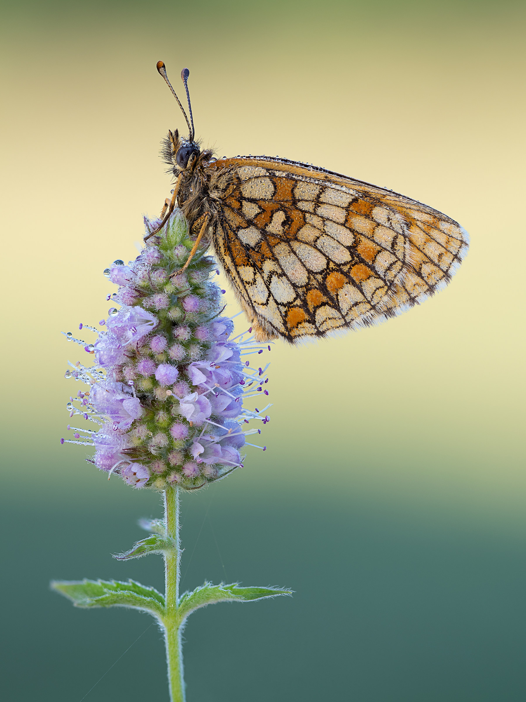 Melitaea Britomartis