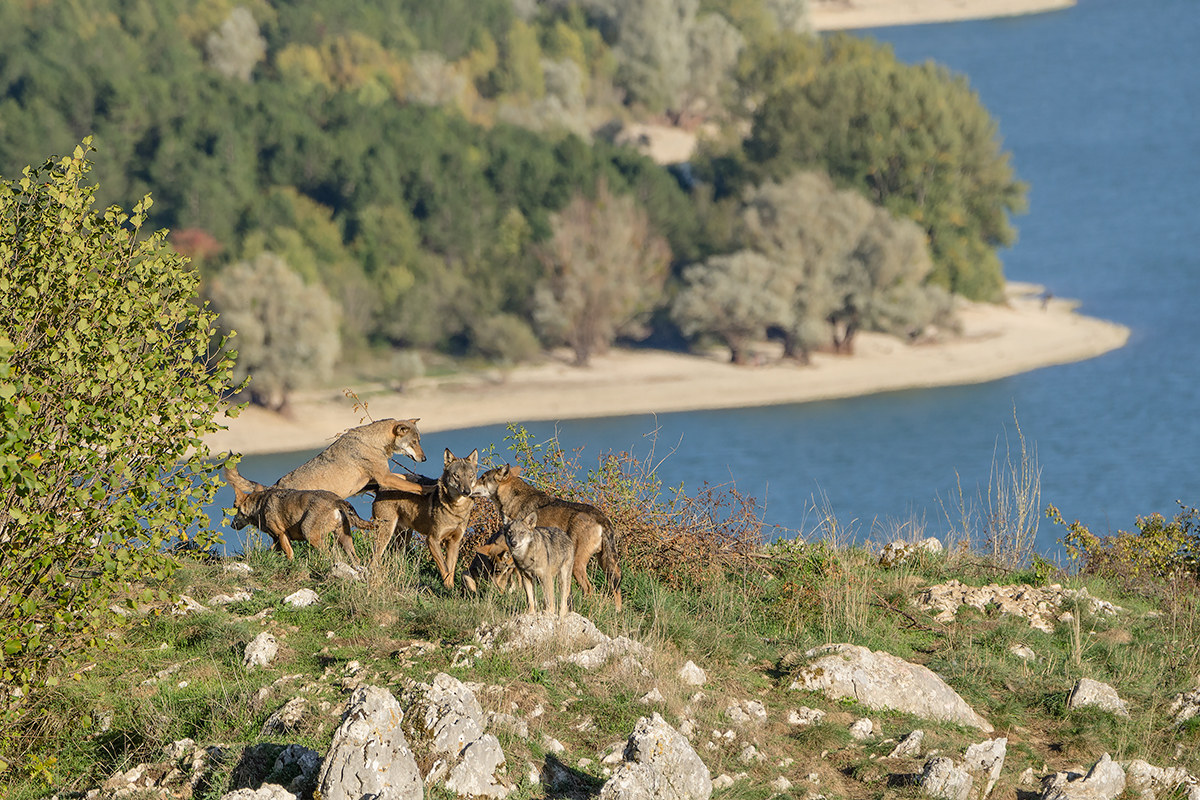 The Wolves of Barrea Cottage