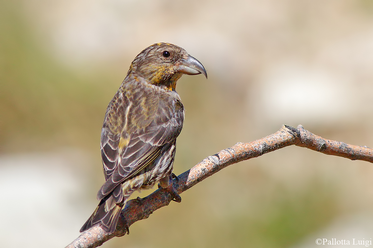 Crociere (Loxia curvirostra)