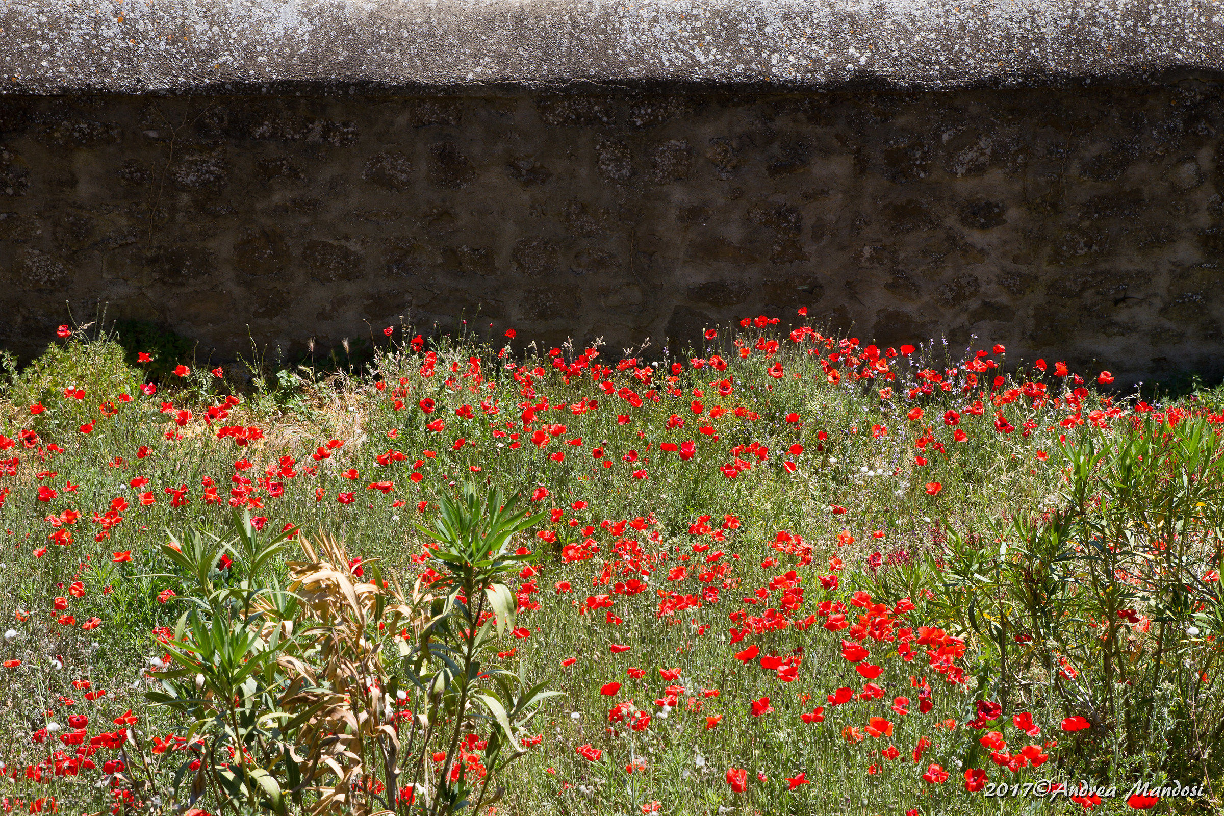 Macchiaioli o...impressionisti?