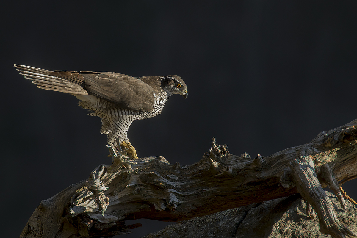 Goshawk