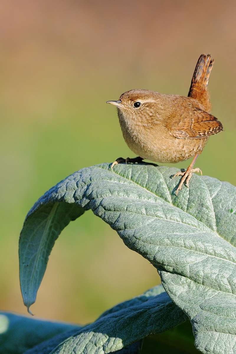 wren