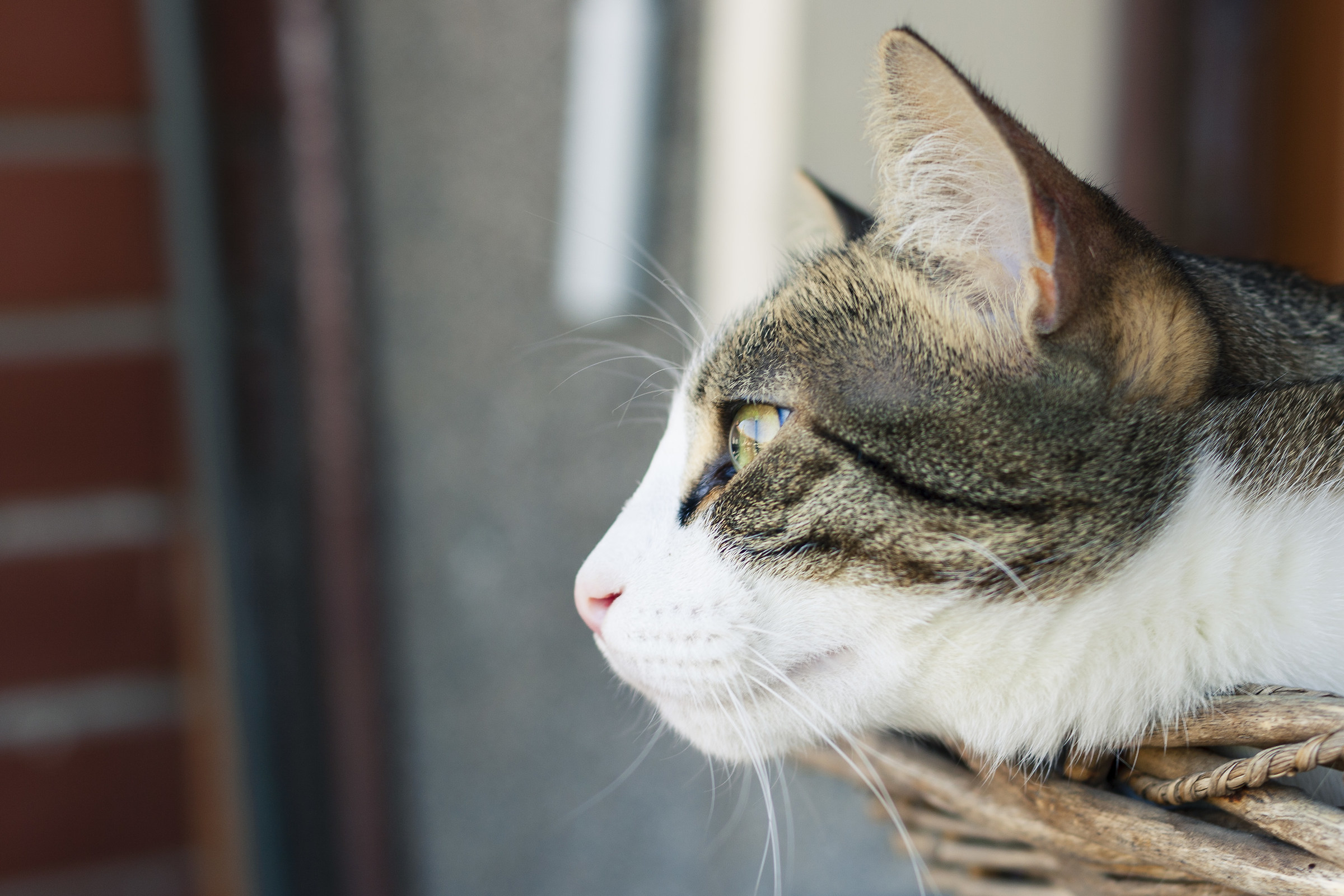 Miro who looks who knows where