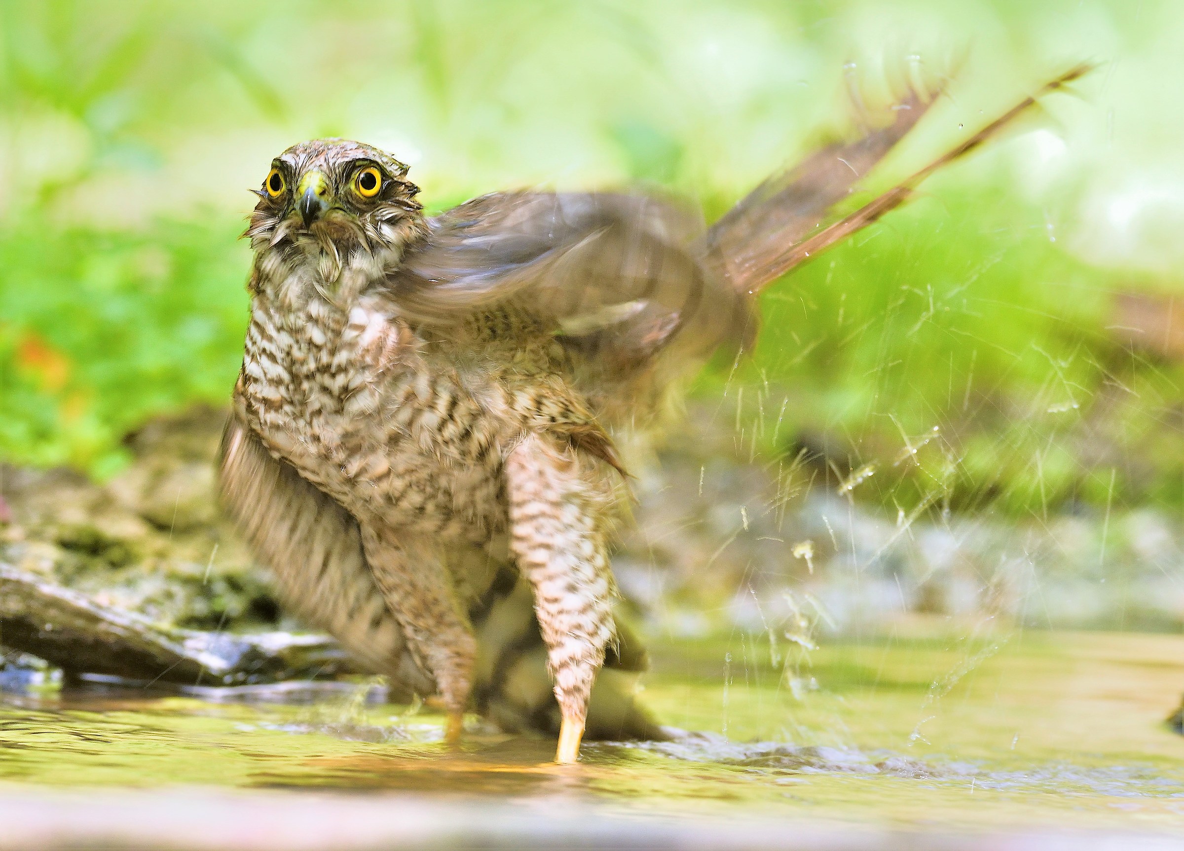 Young Sparrowhawk