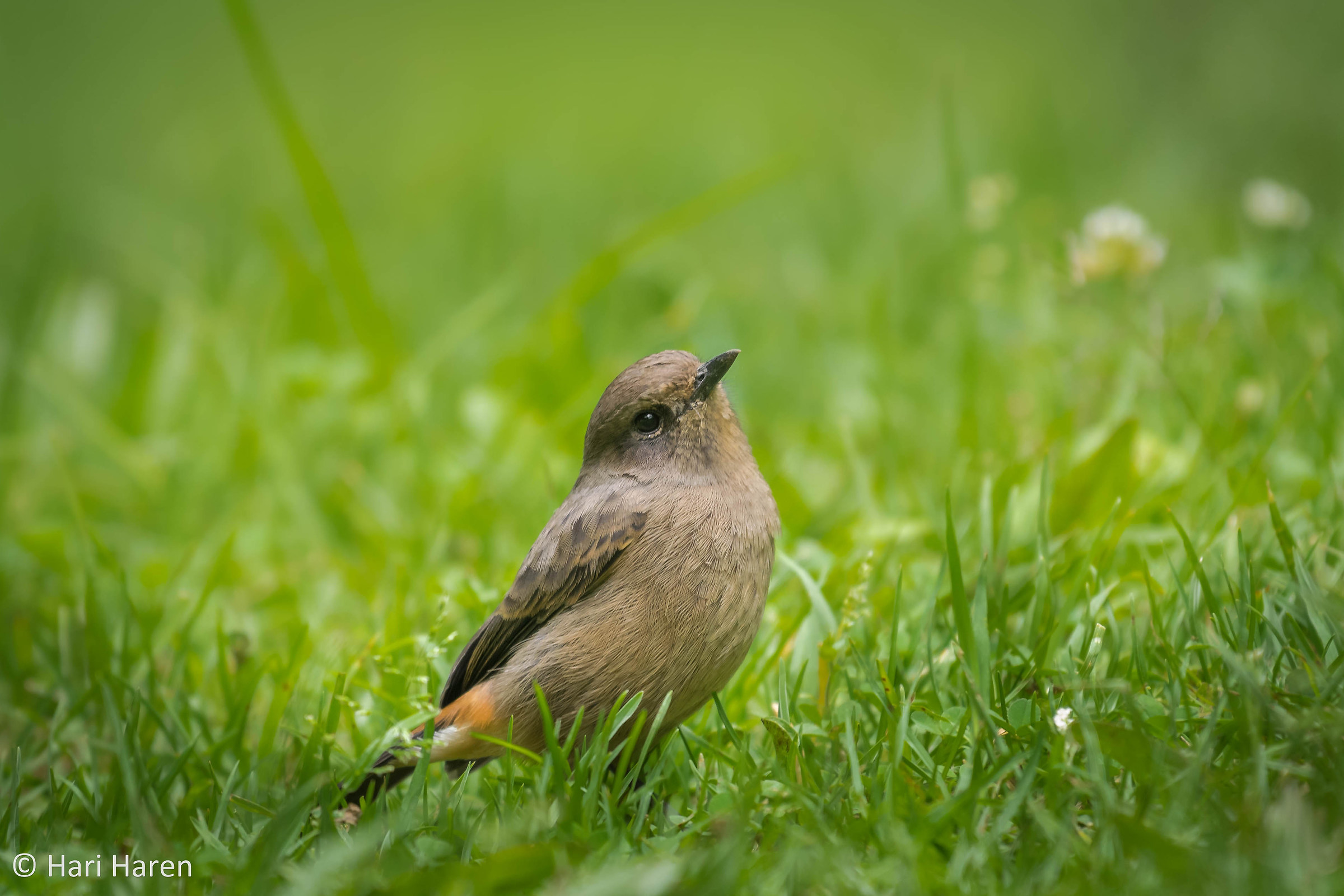 Pied bushchat female