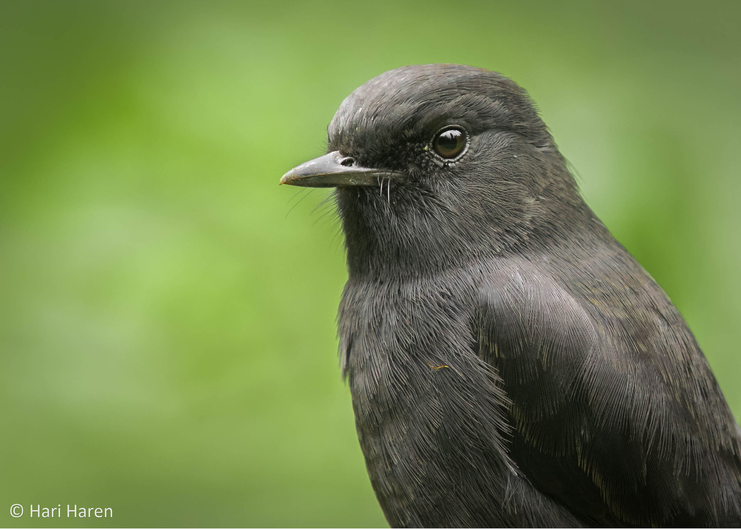 Pied bushchat male