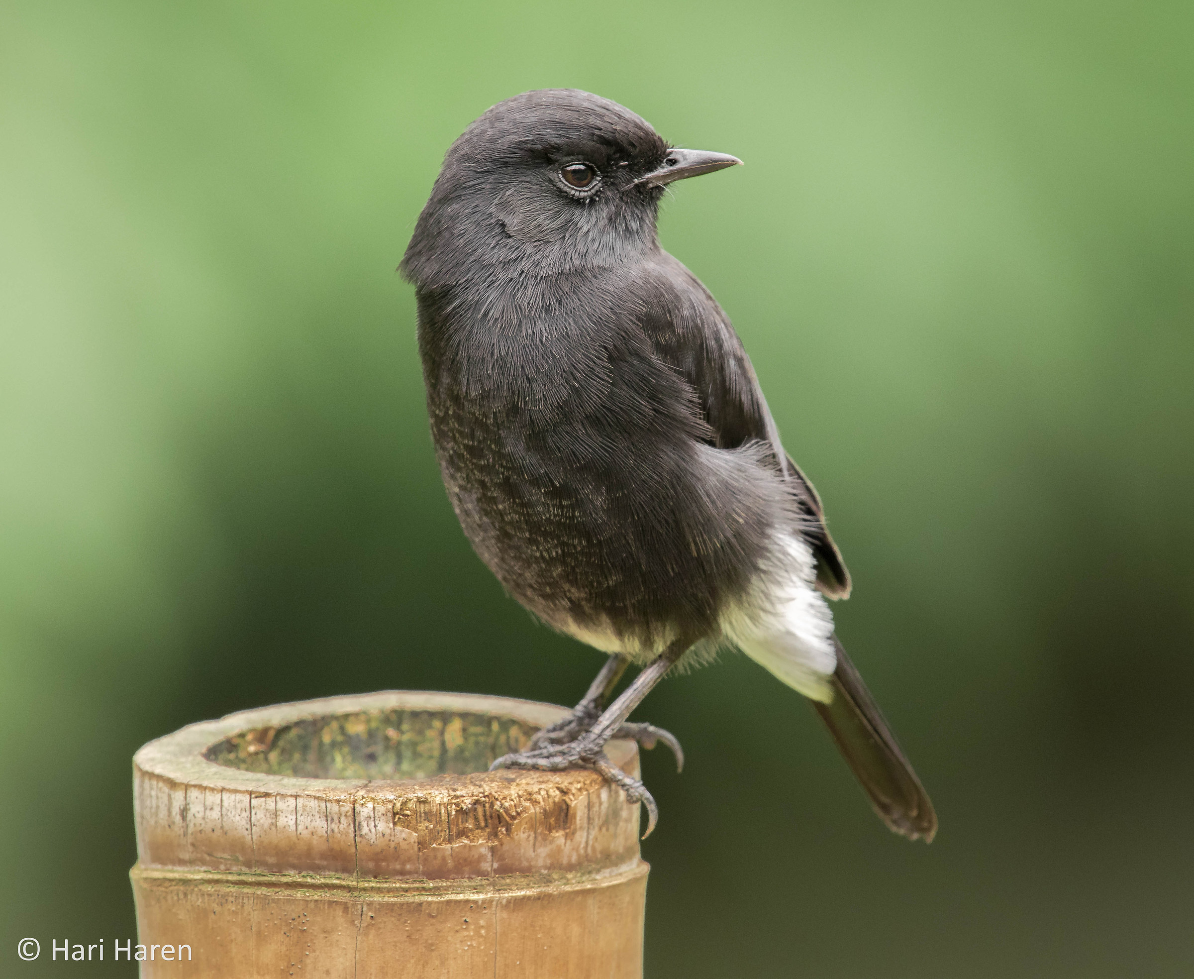 Pied bushchat male