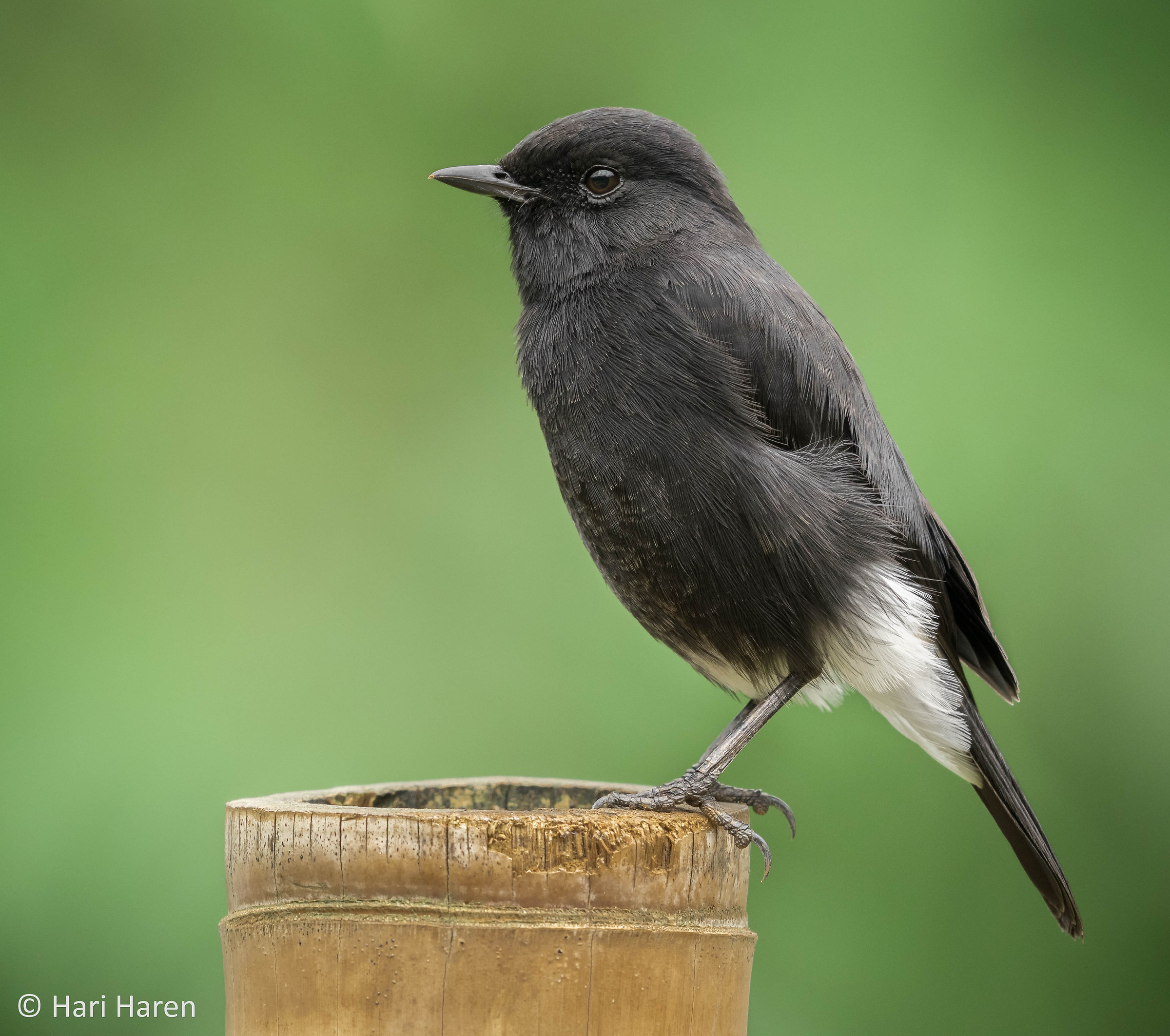 Pied bushchat male