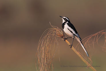 Motacilla aguimp