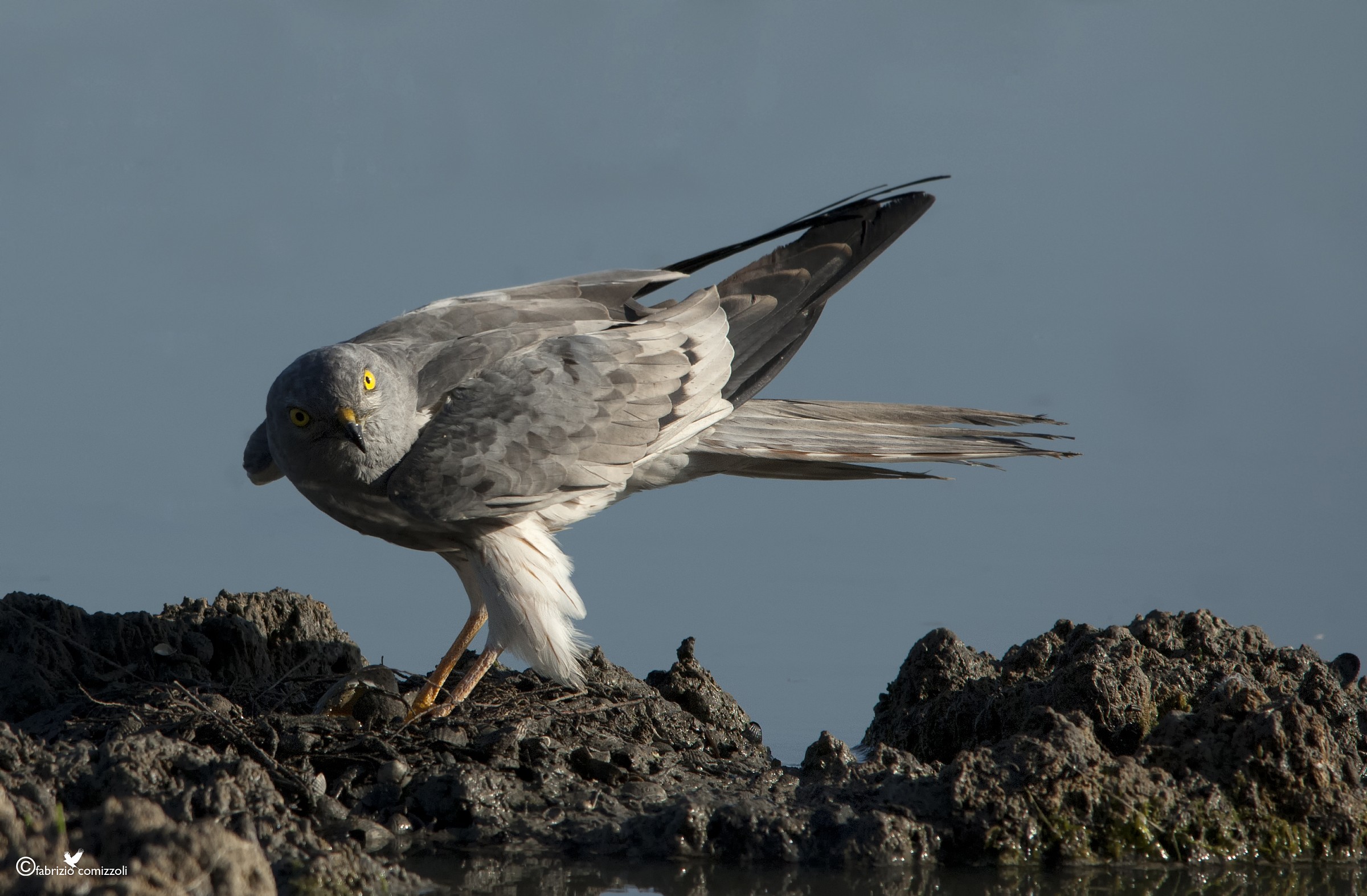 Albenella less - Circus pygargus