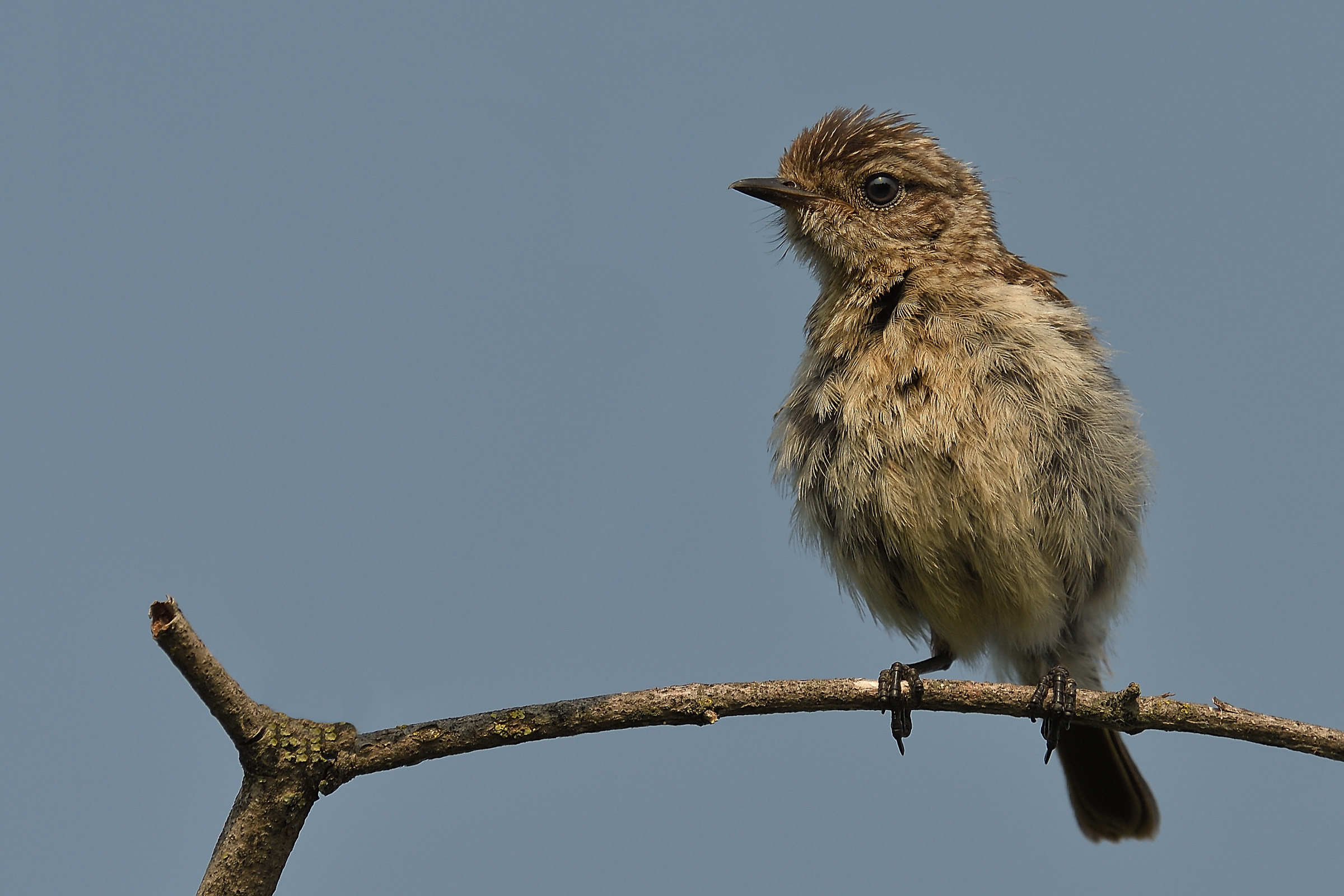 Young Man of Stiaccino