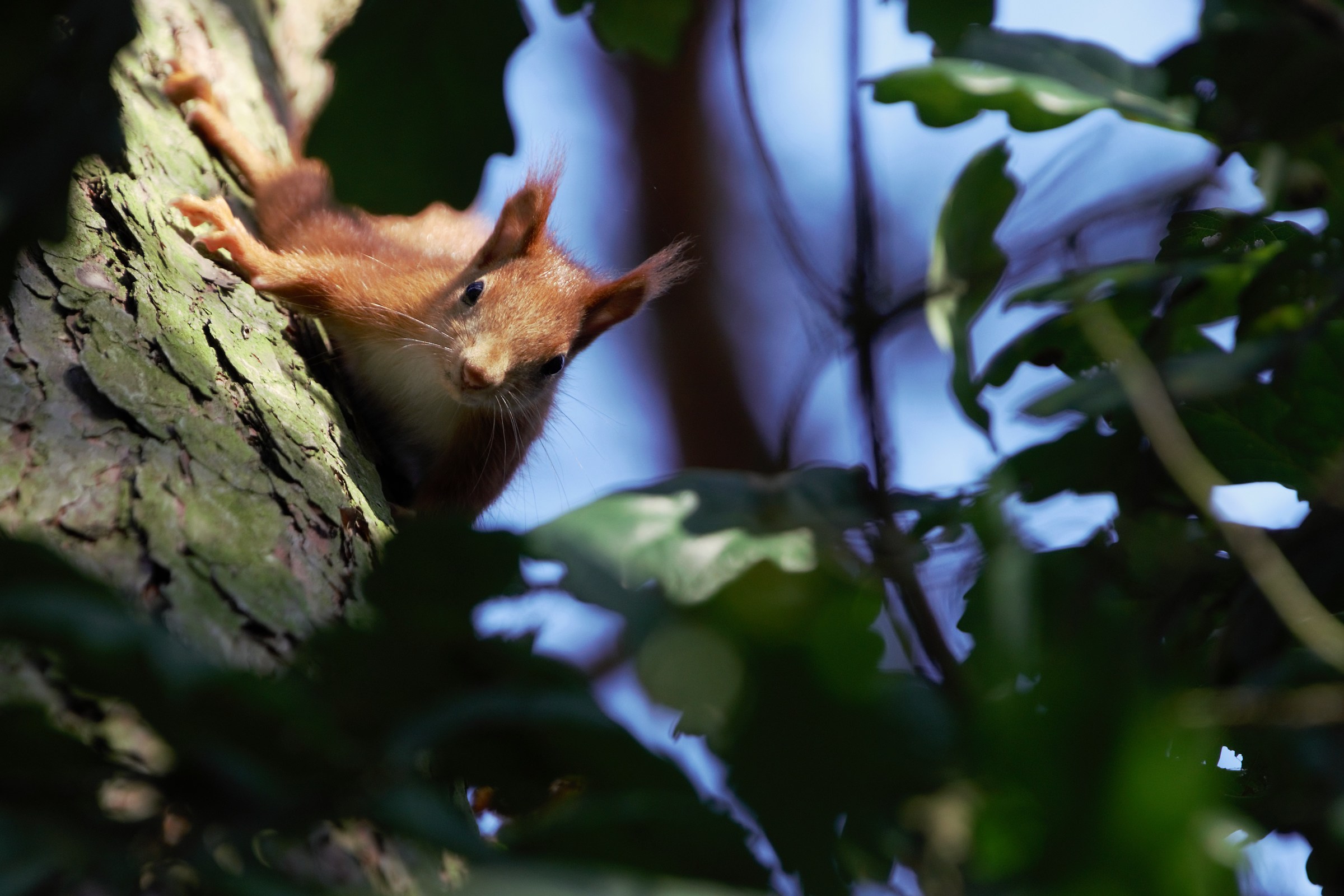 Scoiattolo rosso (Sciurus vulgaris)