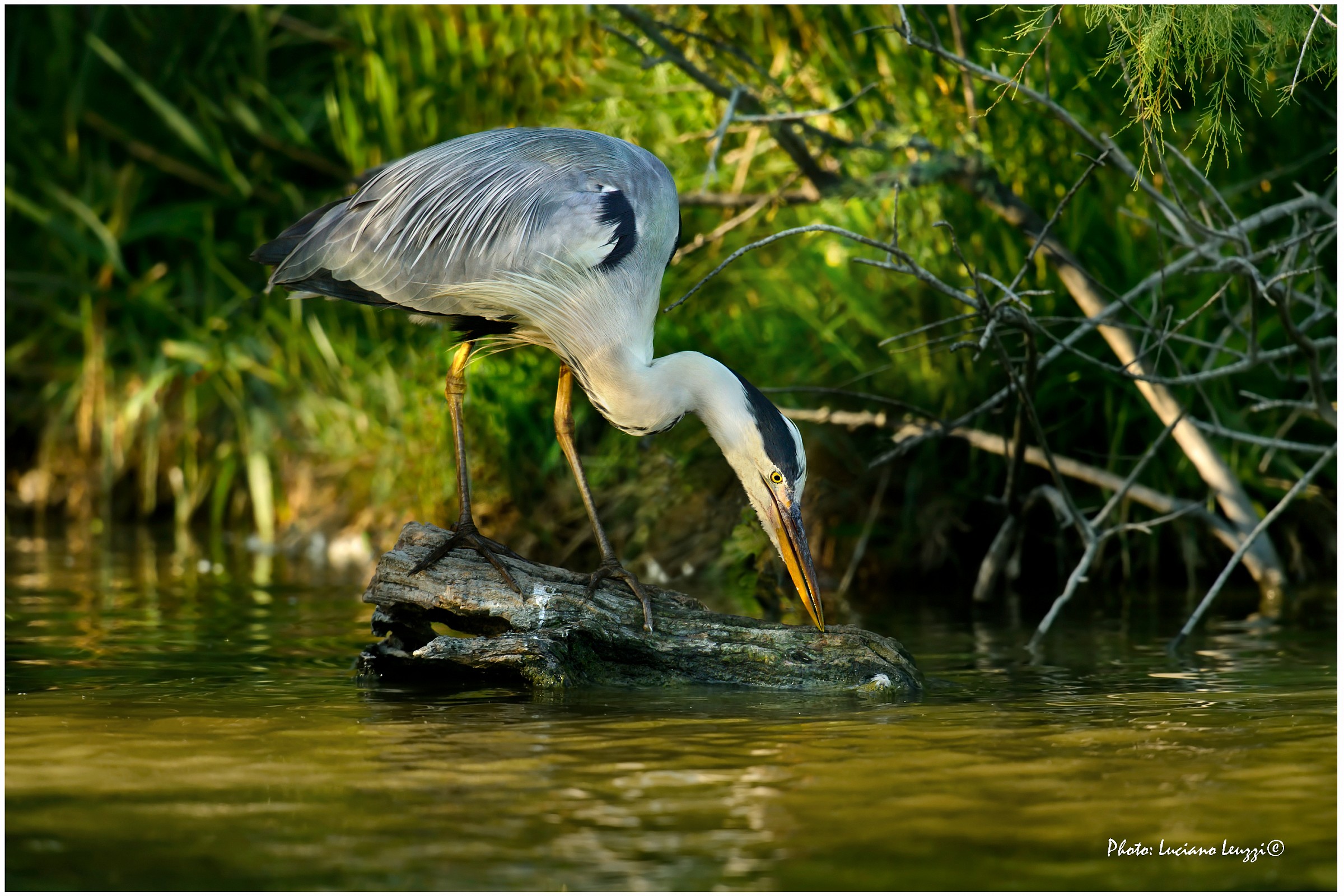 Grey Heron