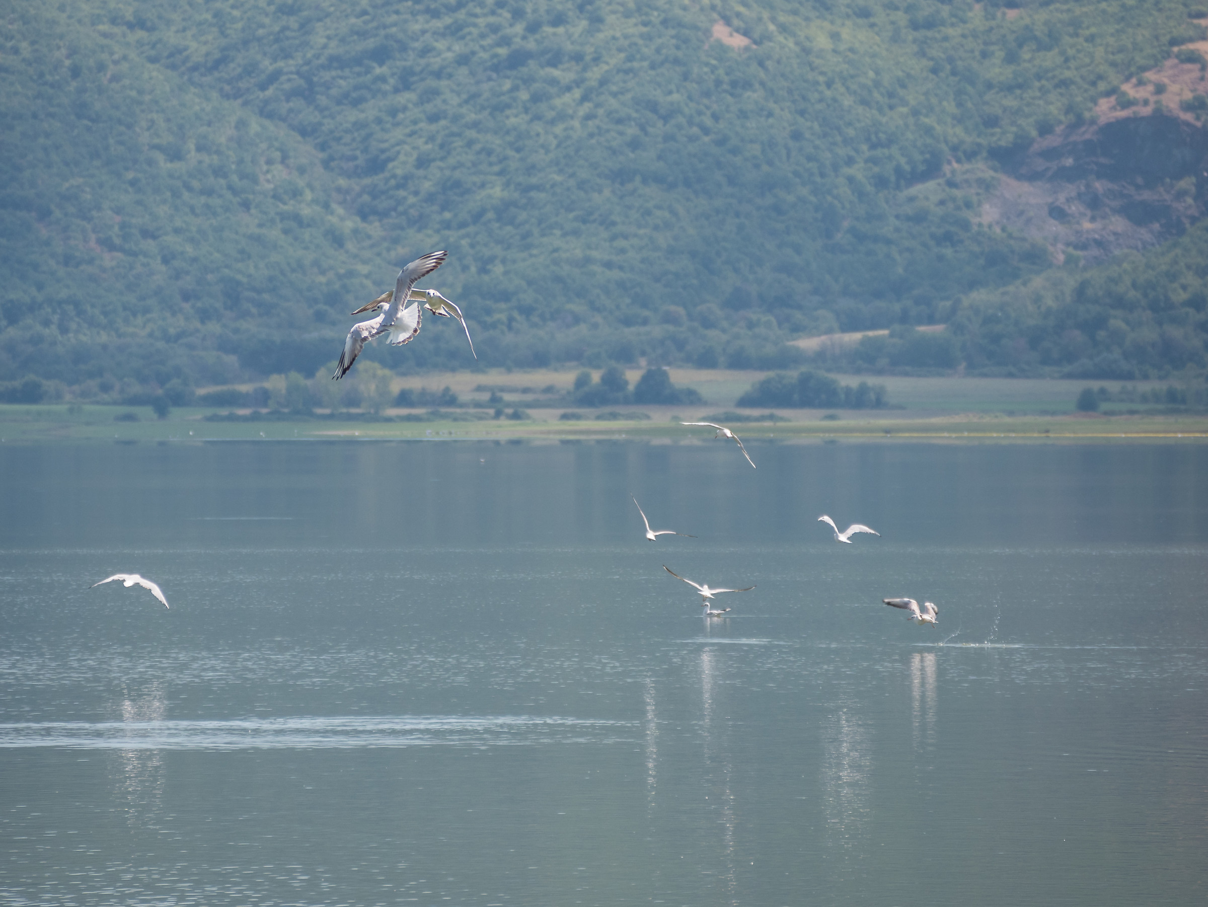 Lake Kerkini-Greece