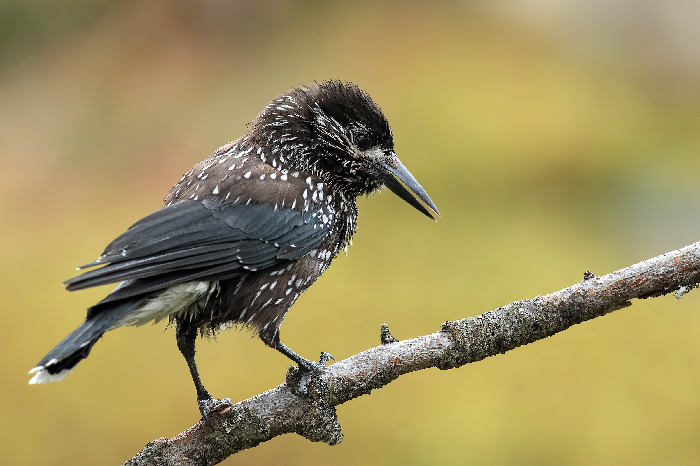 Spotted Nutcracker