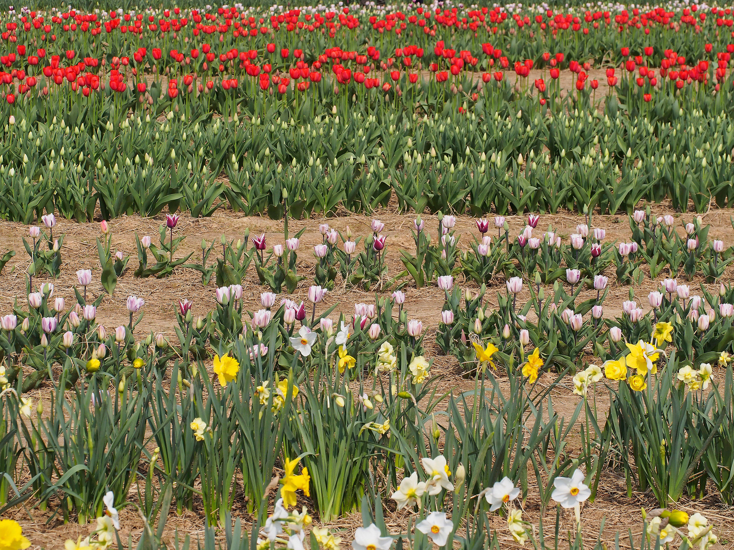 distesa di tulipani e narcisi