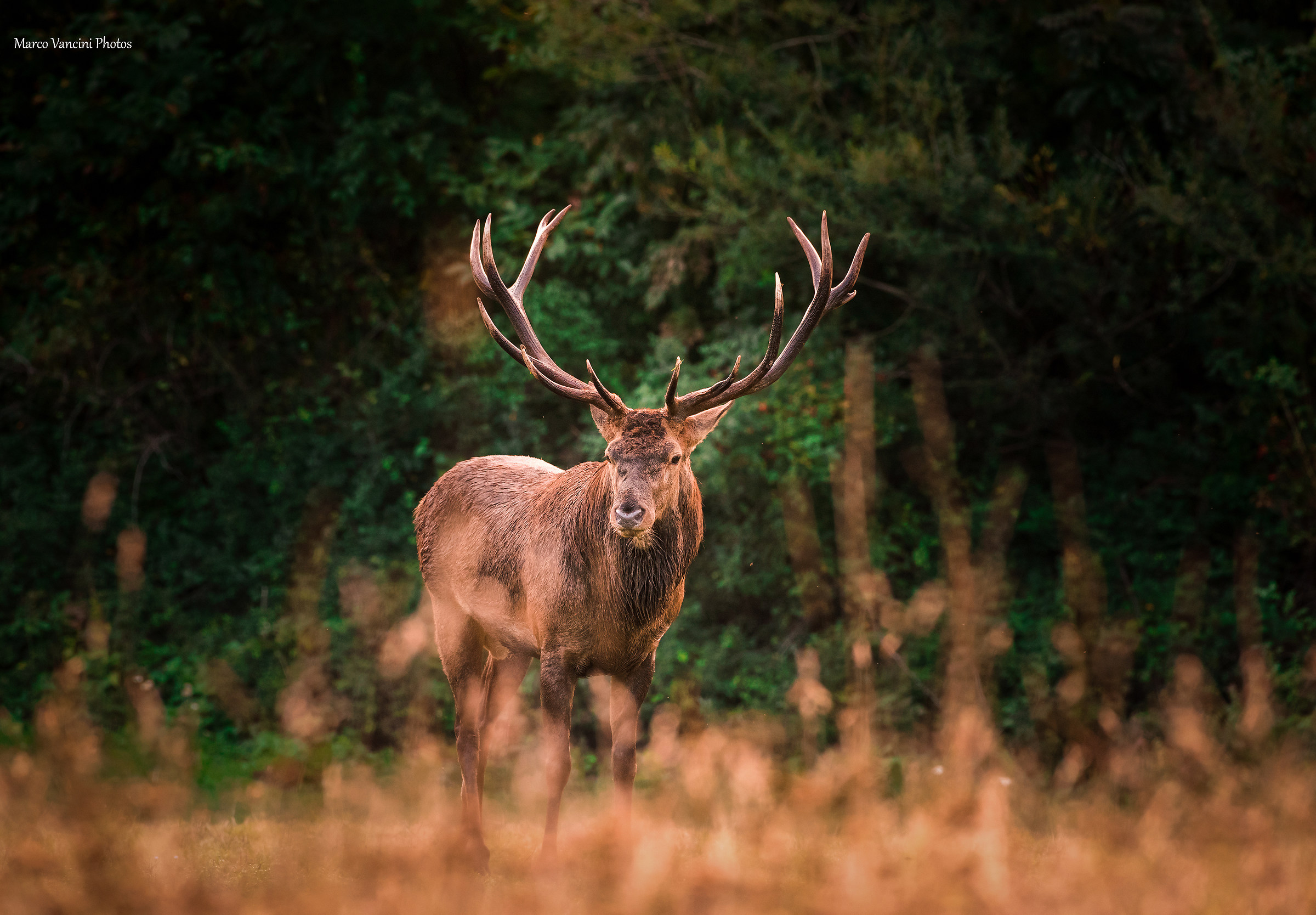 The Noble Deer
