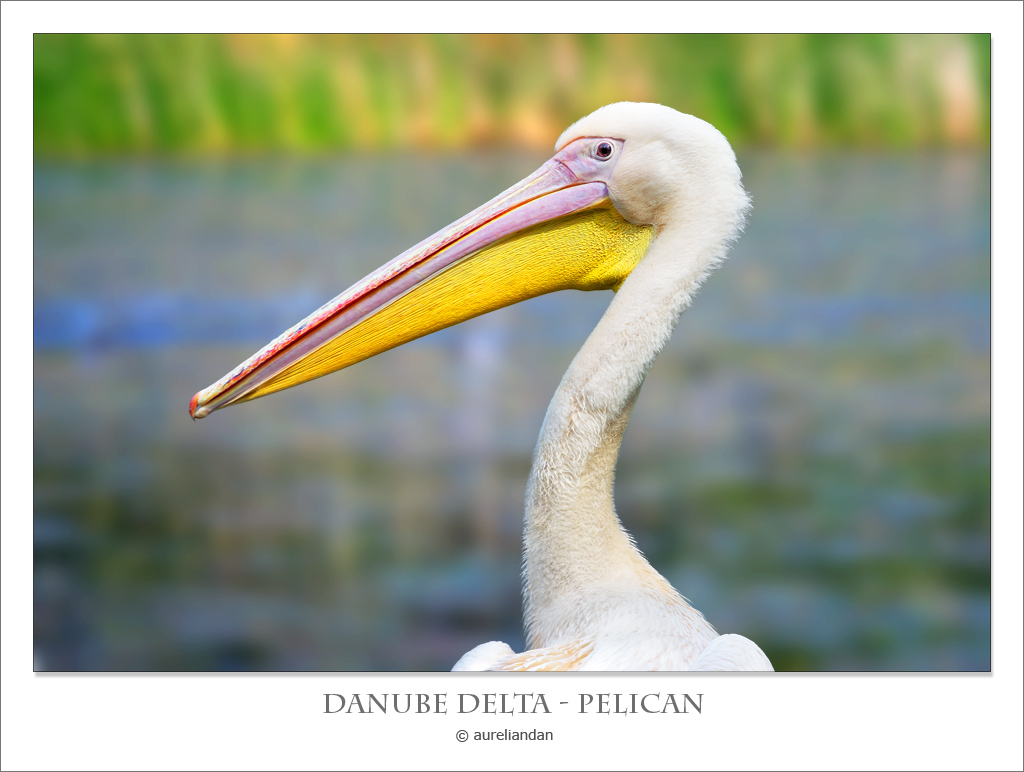 Dal Delta del Danubio ...